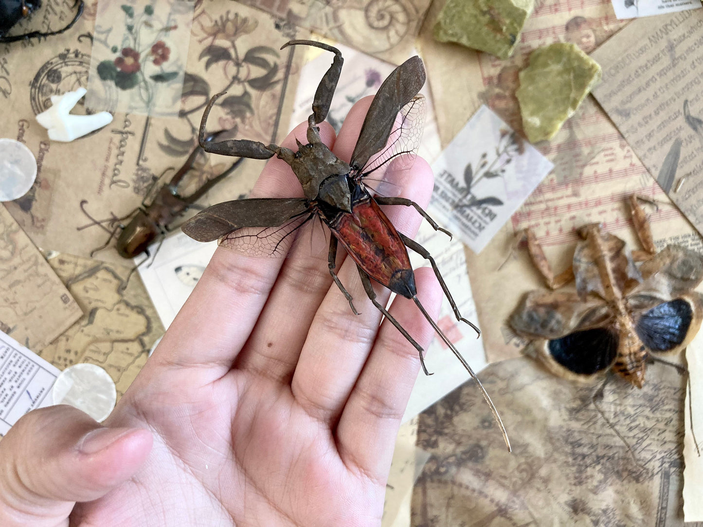 LARGE Nepa rubra E.Java, Spread, Red toe biter Real Insect Taxidermy