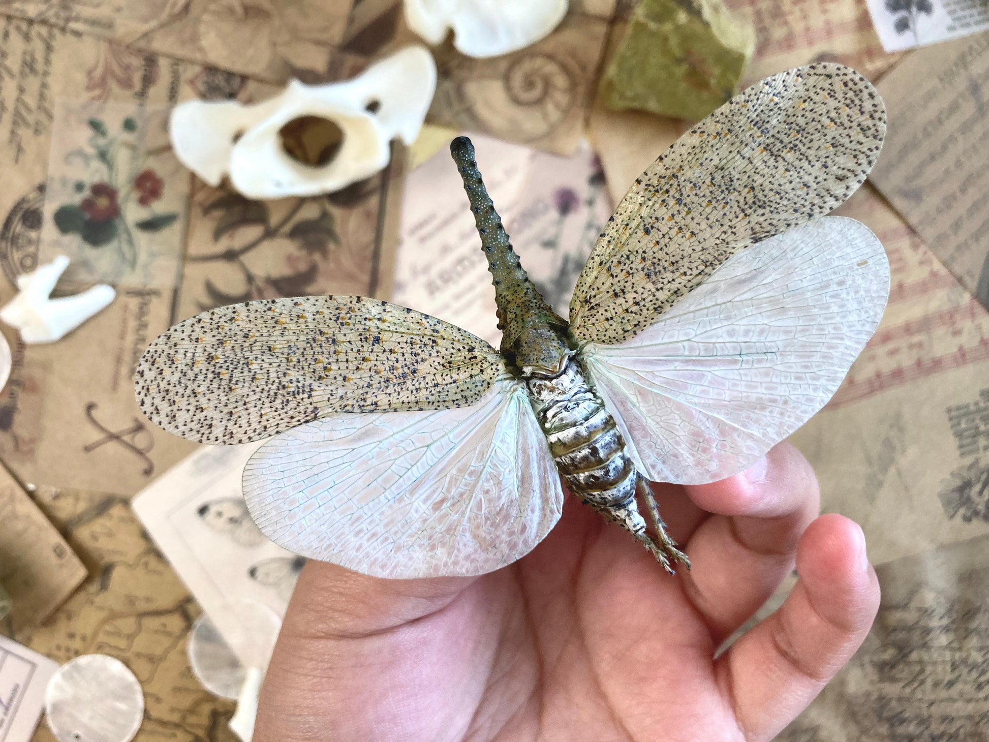 Zanna nobilis, white fulgorid leaf hopper Malaysia