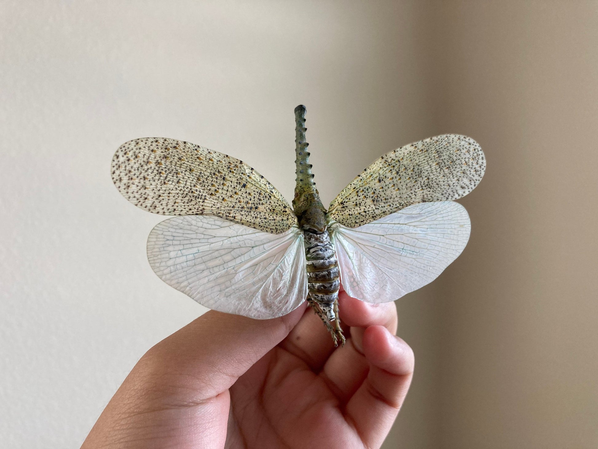 Zanna nobilis, white fulgorid leaf hopper Malaysia