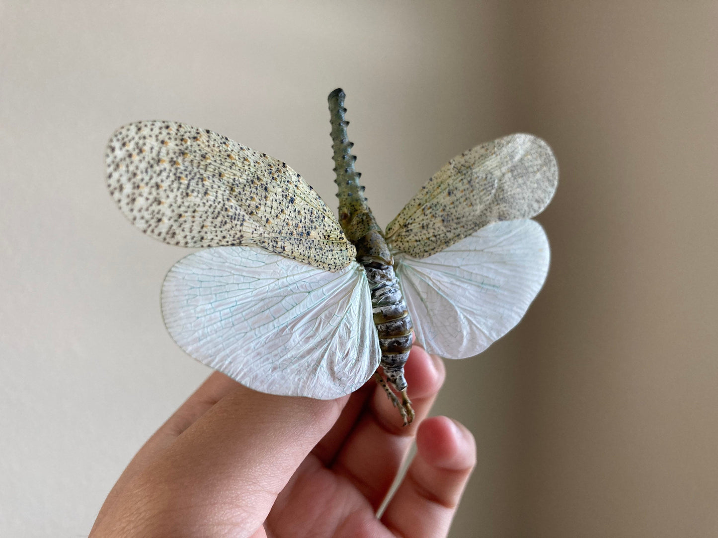 Zanna nobilis, white fulgorid leaf hopper Malaysia