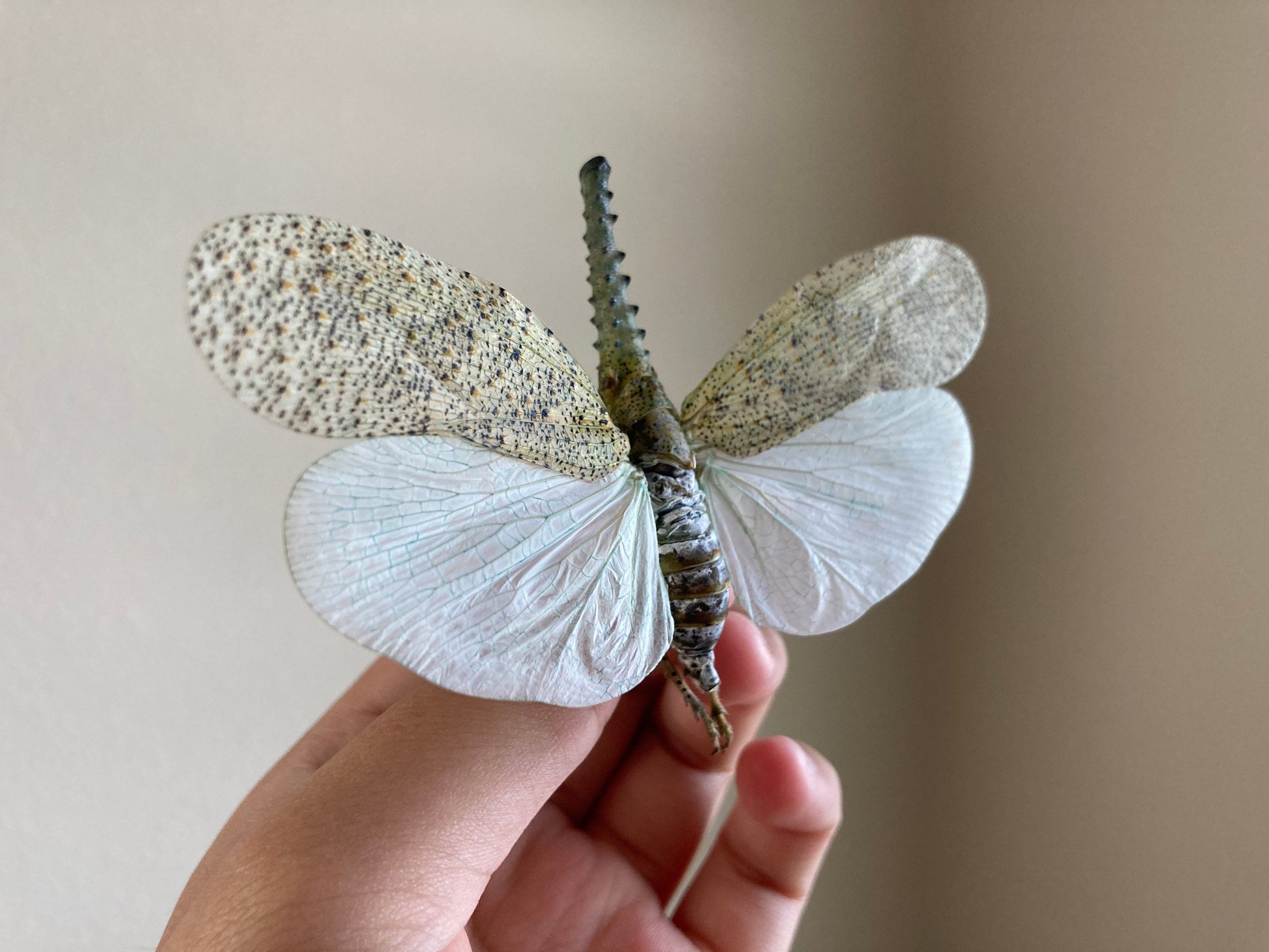 Zanna nobilis, white fulgorid leaf hopper Malaysia