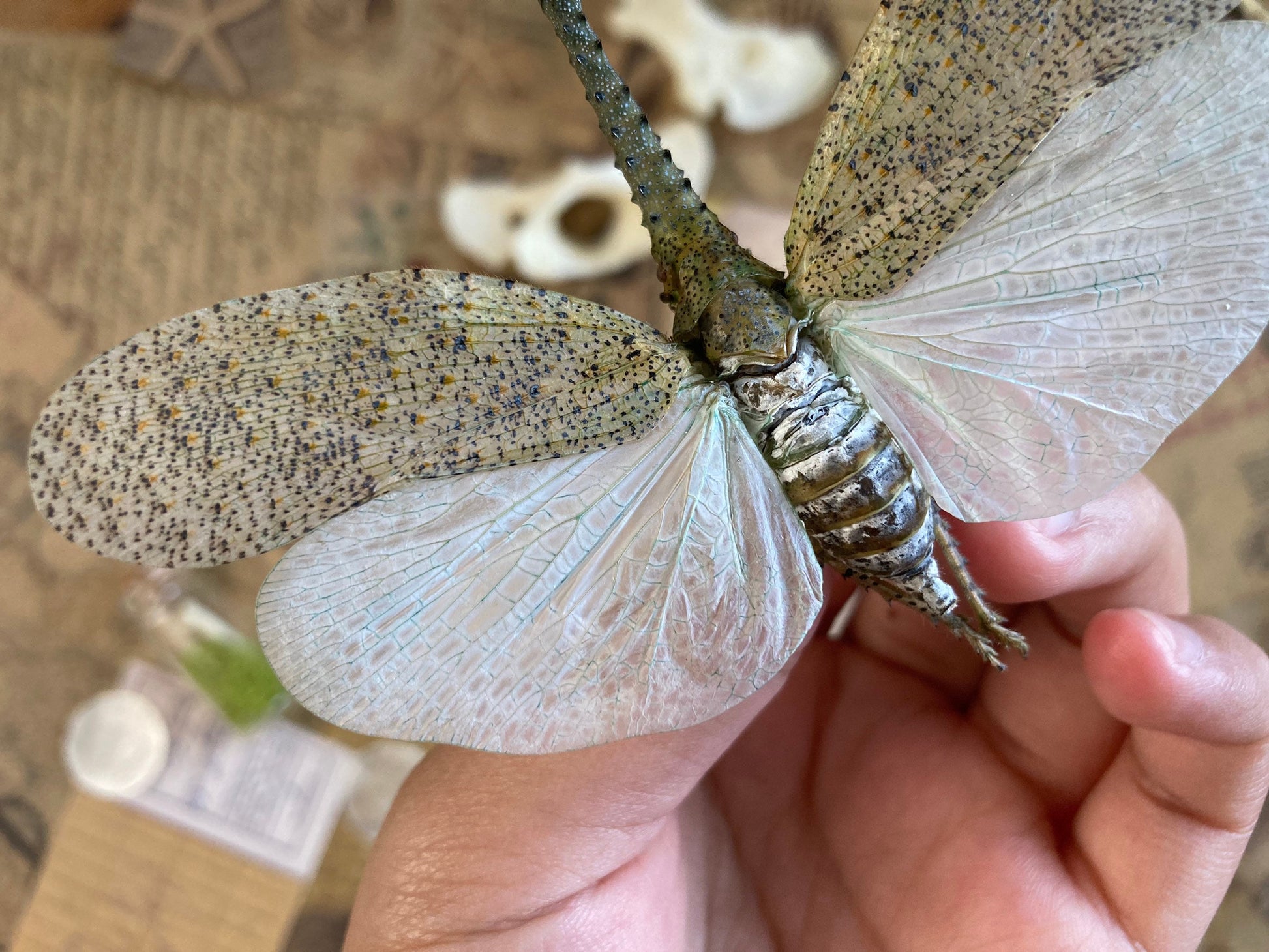 Zanna nobilis, white fulgorid leaf hopper Malaysia