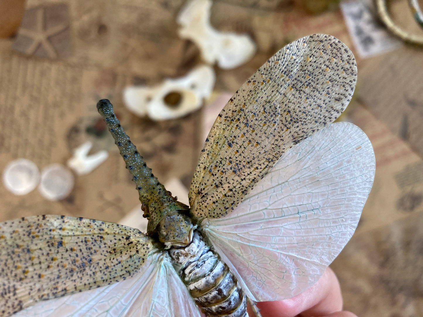 Zanna nobilis, white fulgorid leaf hopper Malaysia