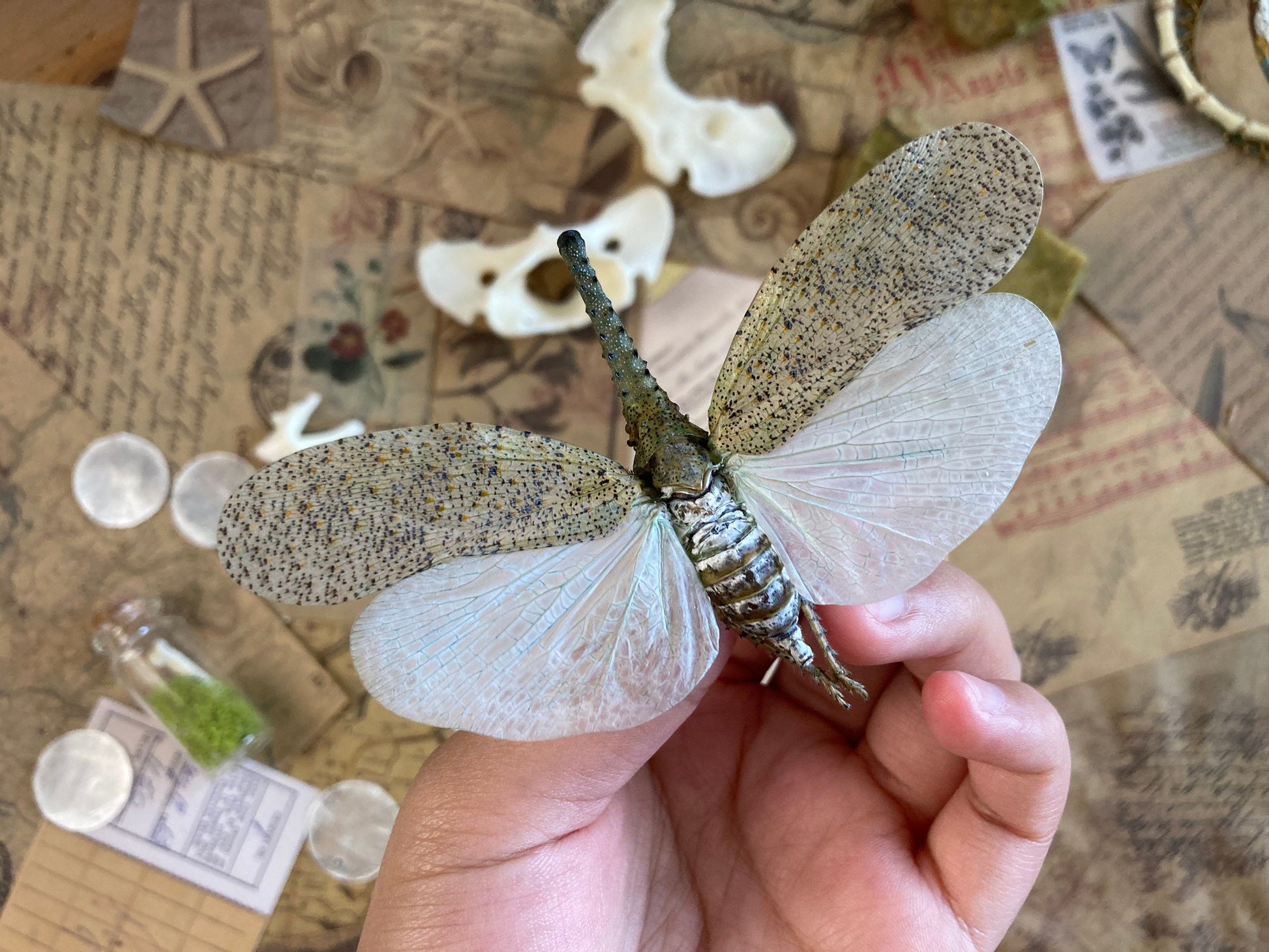 Zanna nobilis, white fulgorid leaf hopper Malaysia