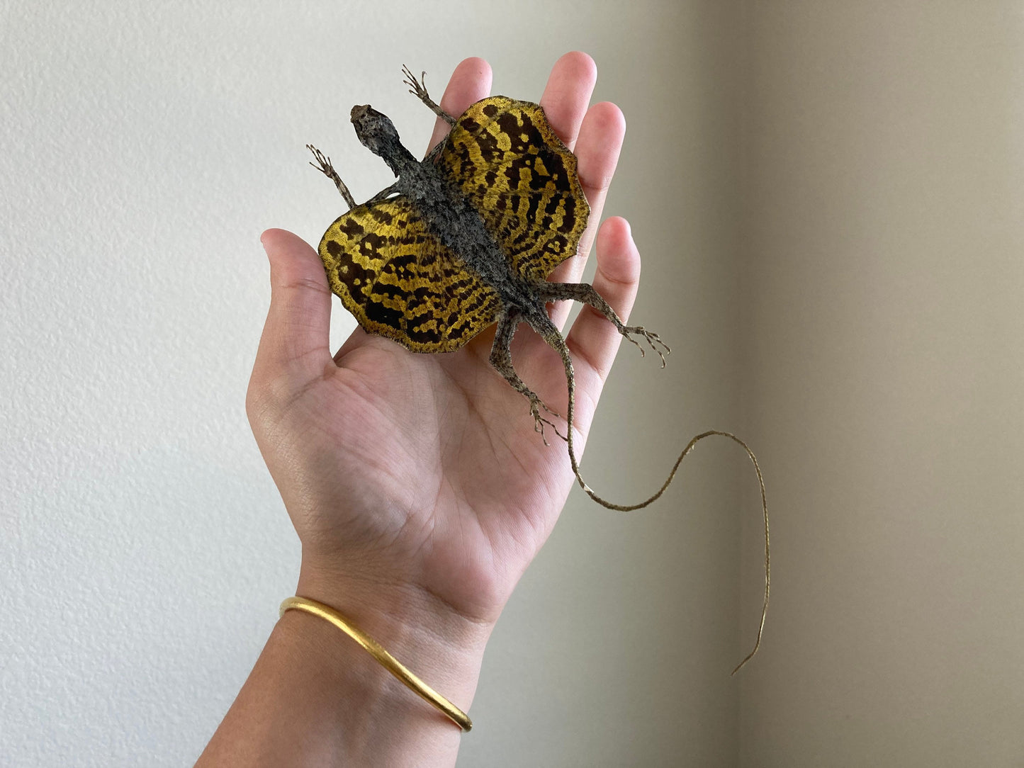 Flying lizard Draco volans (Draco sp.) (Yellow) Spread, common flying dragon, Real Lizard, Spread Flying lizard, Lizard specimen, Lizard