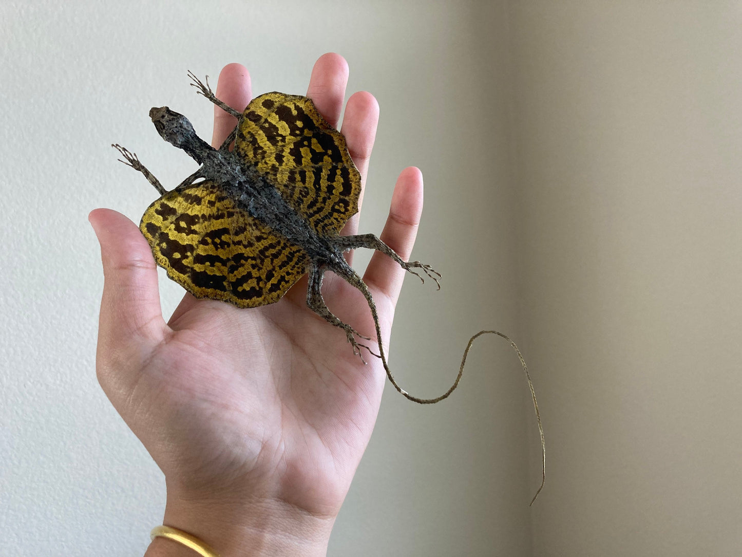 Flying lizard Draco volans (Draco sp.) (Yellow) Spread, common flying dragon, Real Lizard, Spread Flying lizard, Lizard specimen, Lizard