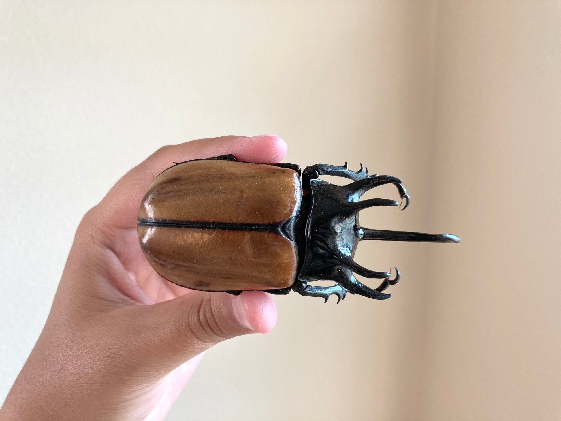 Eupatorus gracilicornis Large, 5 horned Beetle, Real large Rhinoceros beetle, Giant Beetle, Horned Beetle,  Entomology