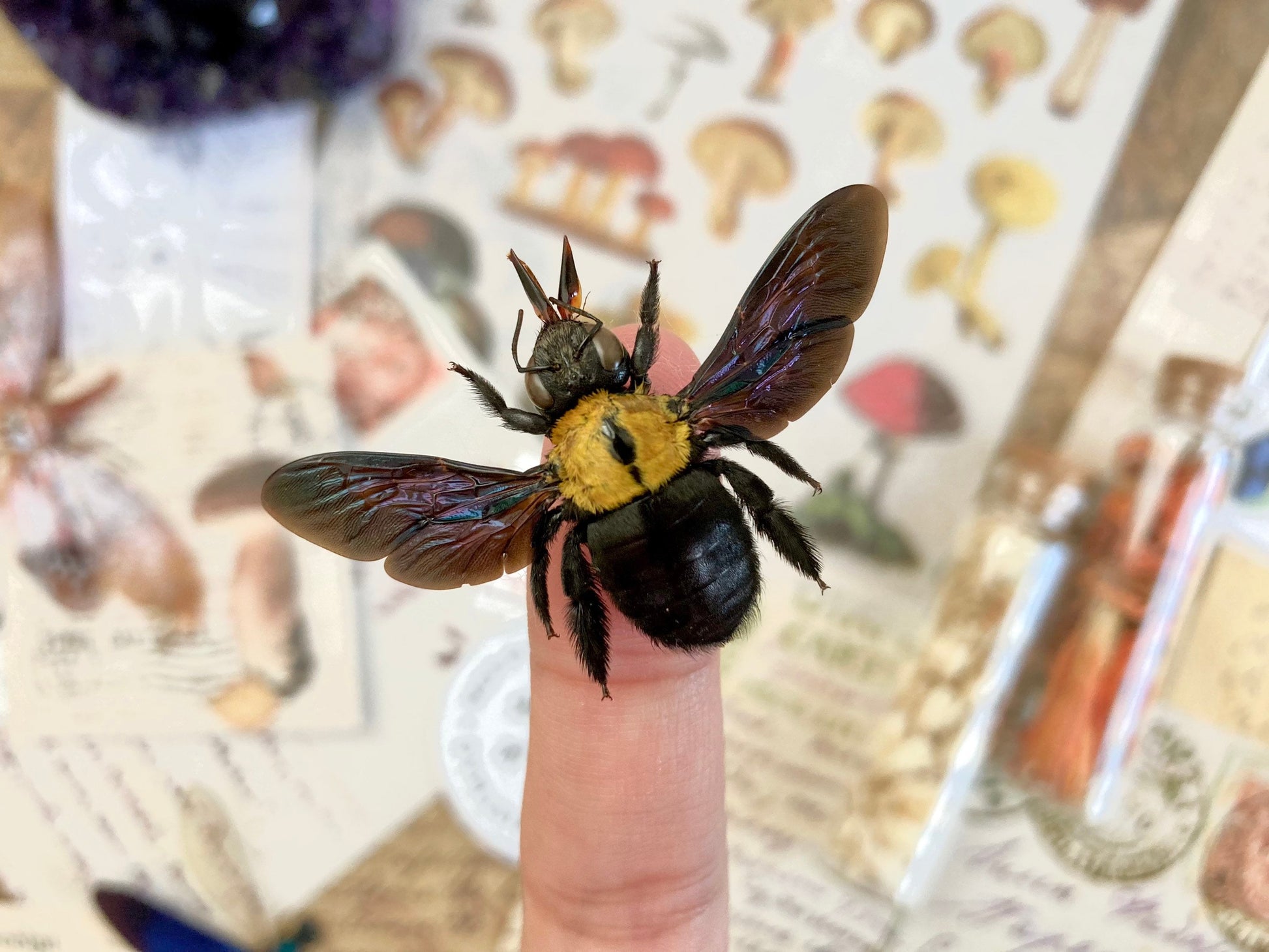 Yellow Bee, Xylocopa aestuans SPREAD, Entomology, Insects, Arthopoda