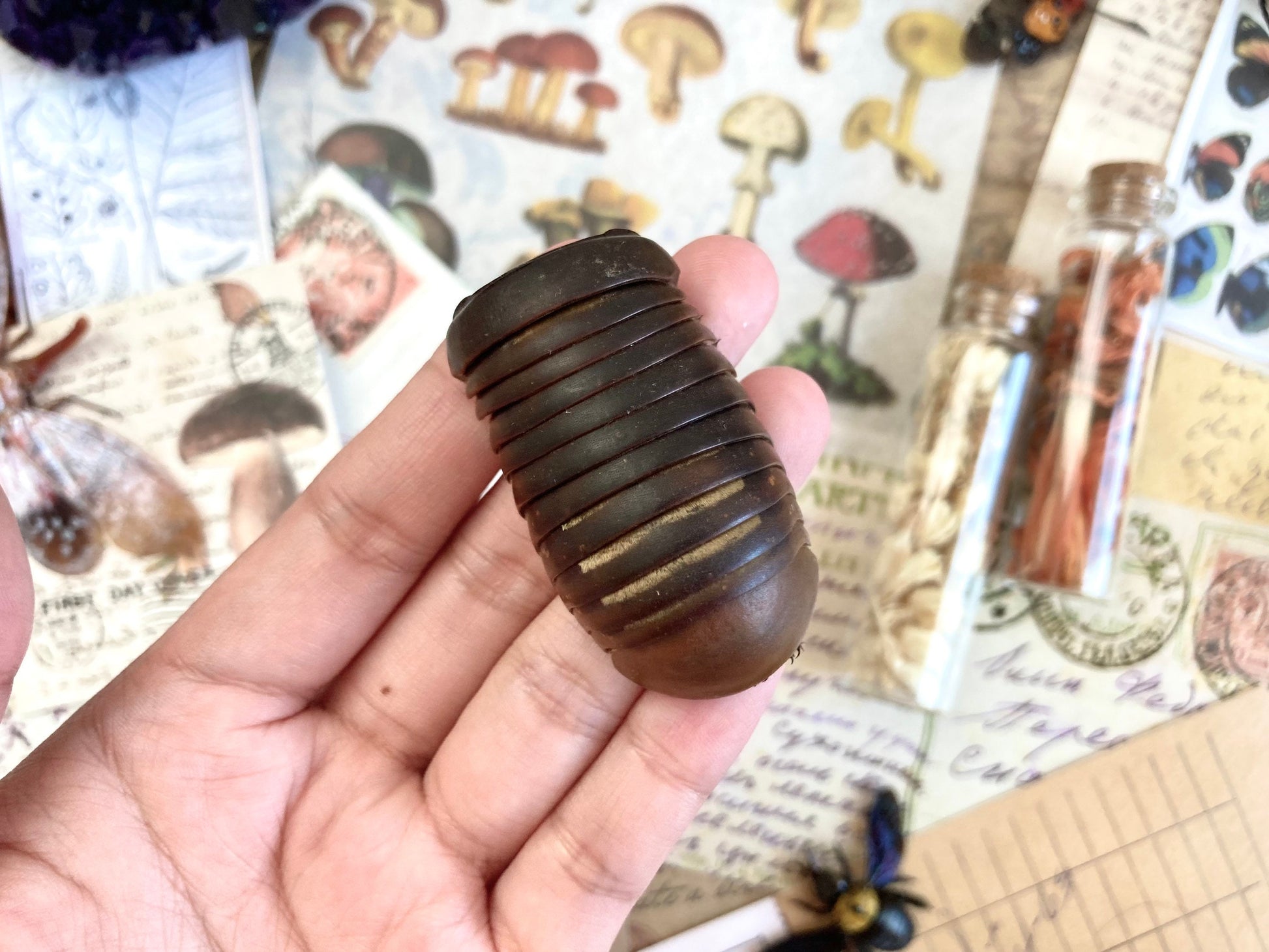 Real Giant Pill Millipede, Sphaeropoeus lugubris, Giant roly-poly, Entomology, Real giant Millipede