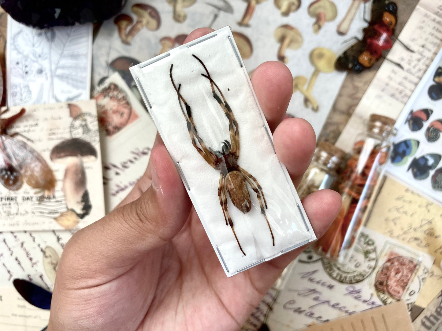 Asian Hermit Spider, Nephilengys malabarensis, Real Spider Specimen, Arachnids, Unmounted Spider