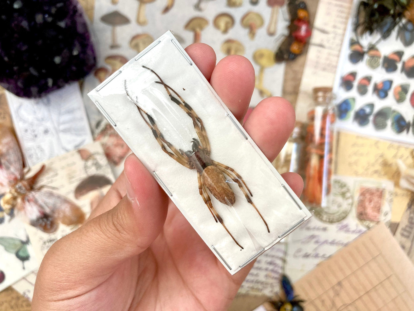 Asian Hermit Spider, Nephilengys malabarensis, Real Spider Specimen, Arachnids, Unmounted Spider