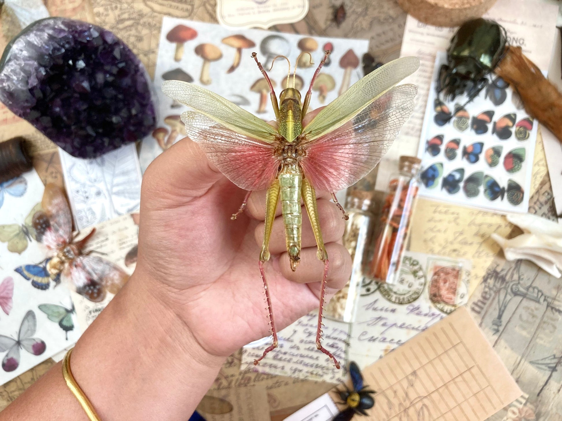 Chondracris rosea rosea (spread), Light green and pink spread, Real Grasshopper, Spread Grasshopper, Rosea grasshopper, Entomology, Insect