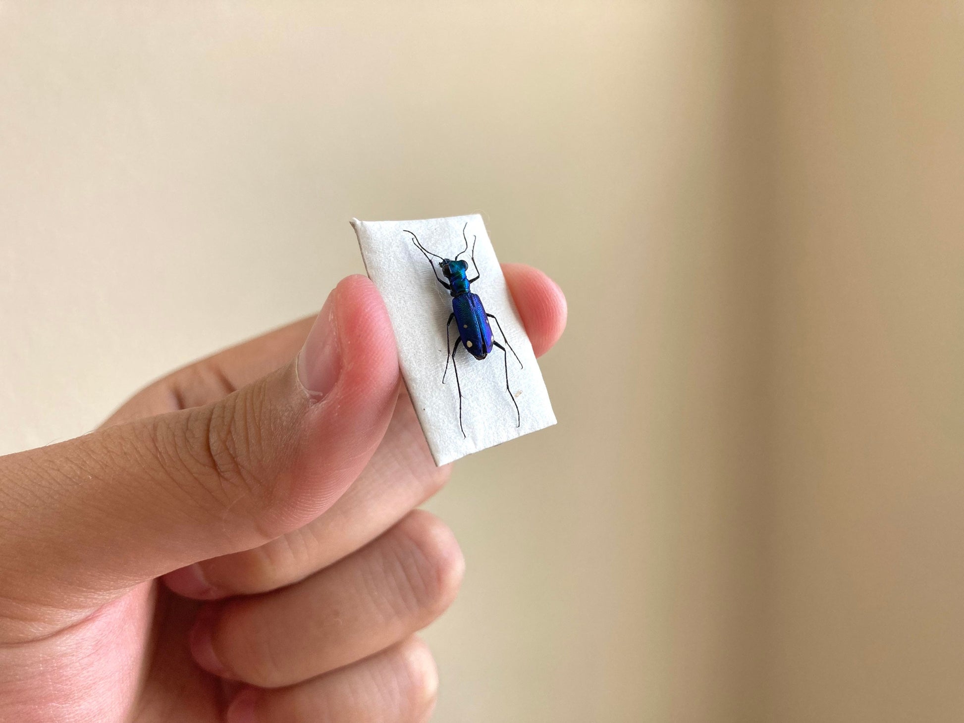Tiger Beetles from Indonesia, green & purple Prothyma quadriguttata