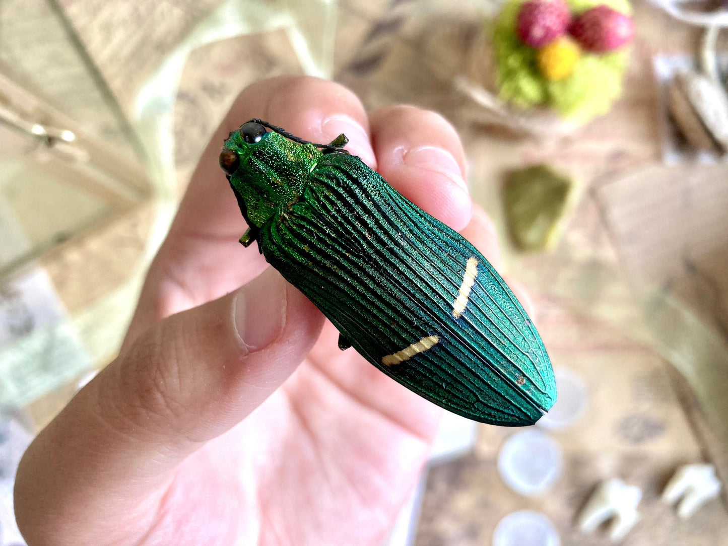 Catoxantha opulenta, green buprestid beetle Malaysia, Entomology, Large beetle