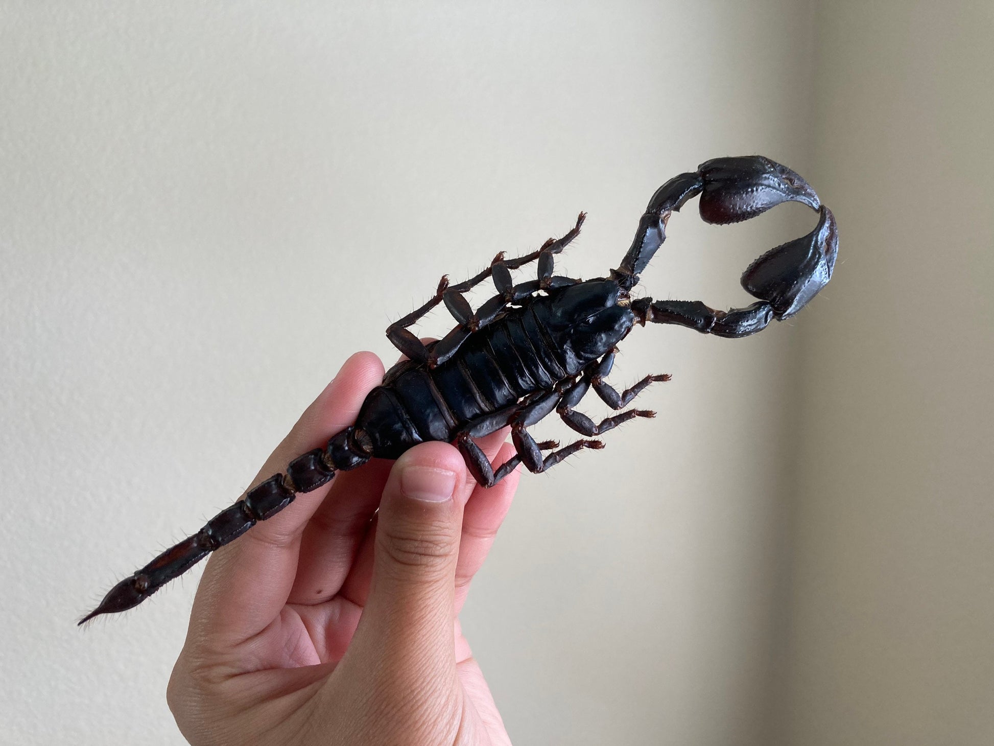 Heterometrus Laoticus Giant Emperor Scorpion, Thailand, Giant Scorpion, Real large Scorpion, Entomology, Arachnids