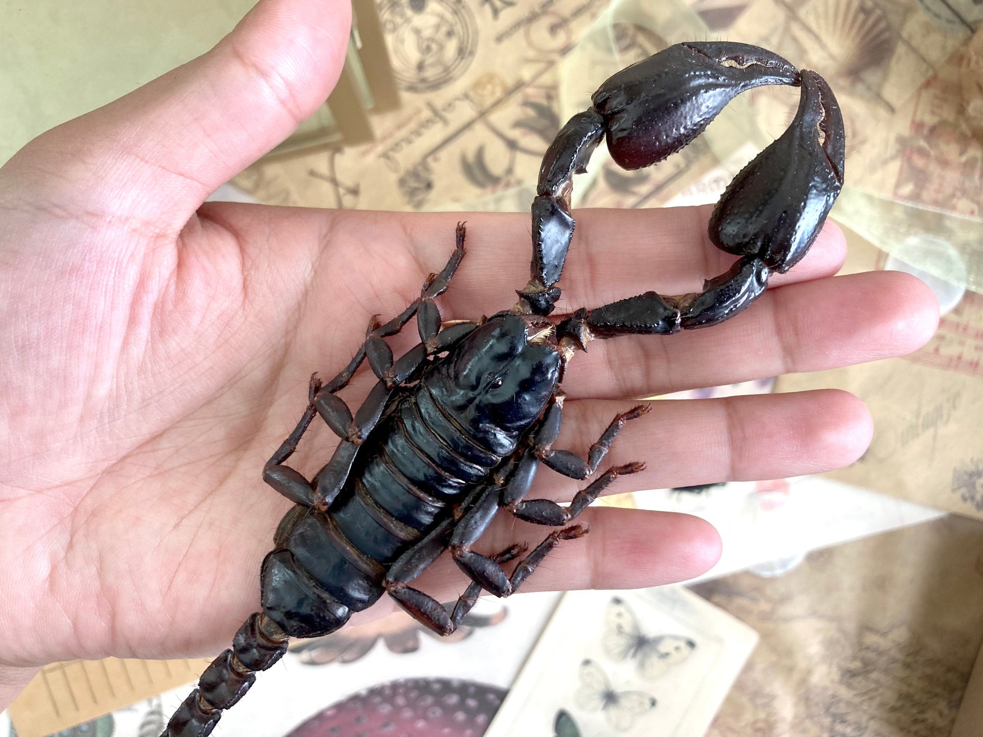 Heterometrus Laoticus Giant Emperor Scorpion, Thailand, Giant Scorpion, Real large Scorpion, Entomology, Arachnids