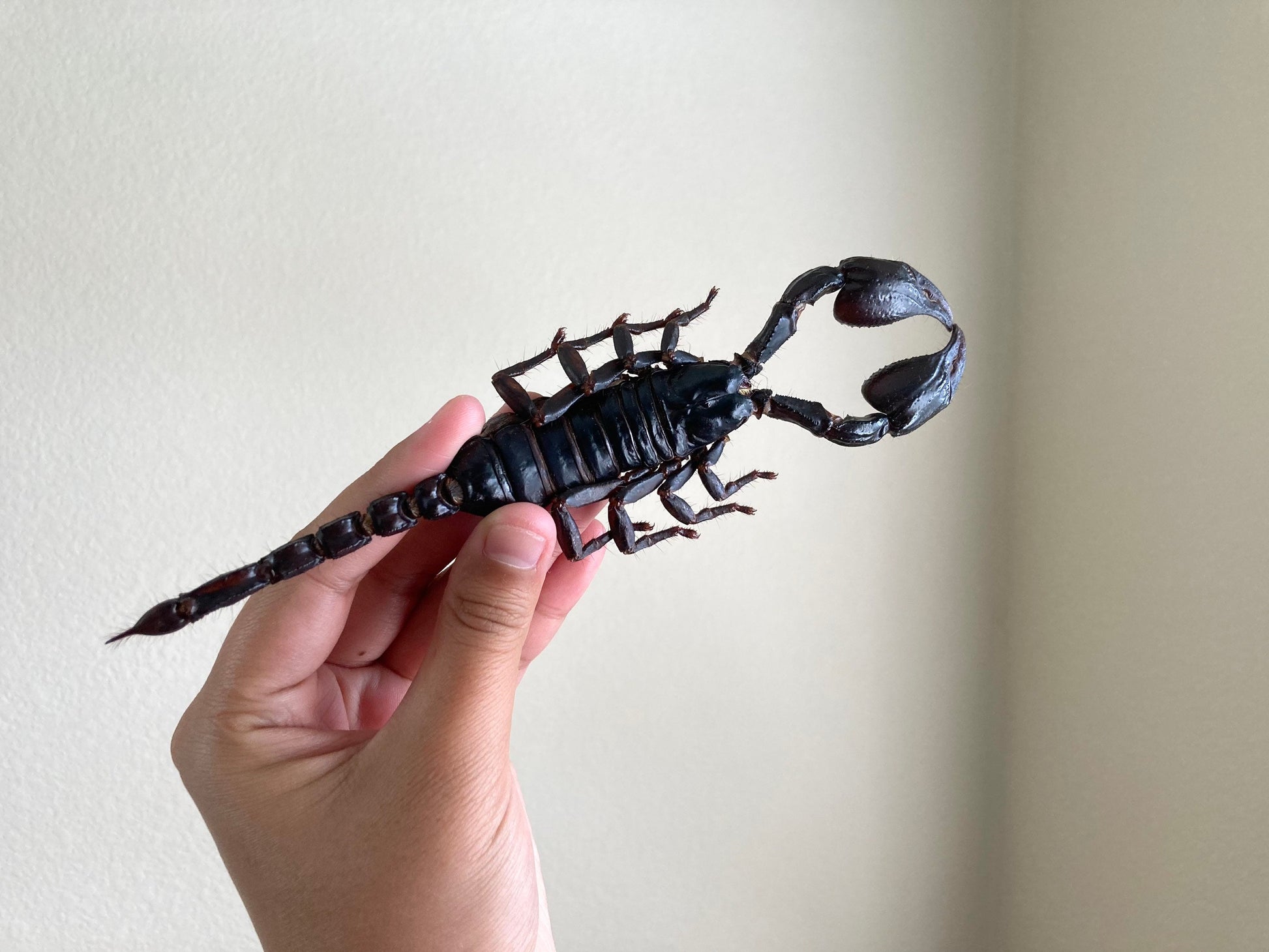Heterometrus Laoticus Giant Emperor Scorpion, Thailand, Giant Scorpion, Real large Scorpion, Entomology, Arachnids