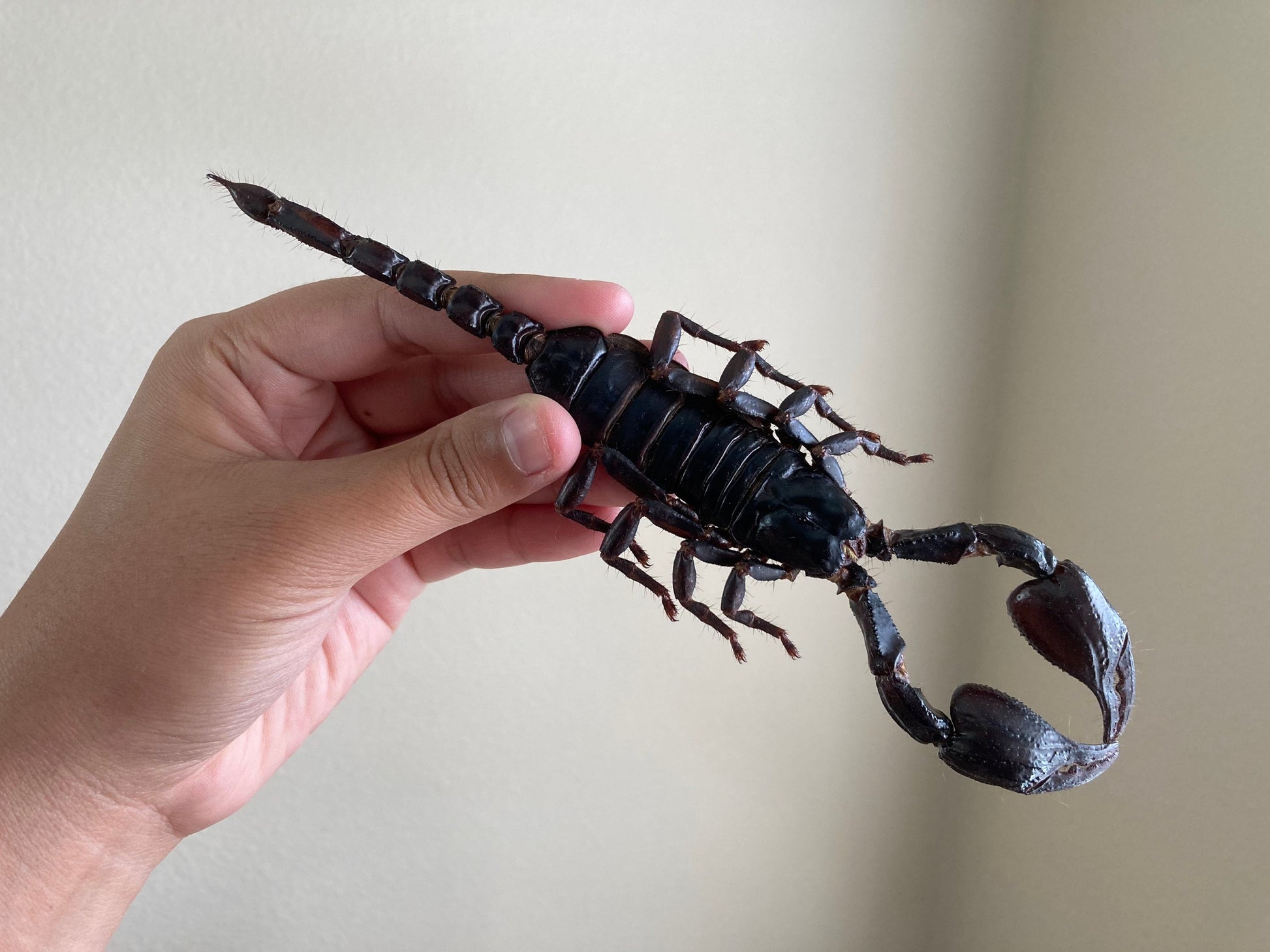 Heterometrus Laoticus Giant Emperor Scorpion, Thailand, Giant Scorpion, Real large Scorpion, Entomology, Arachnids