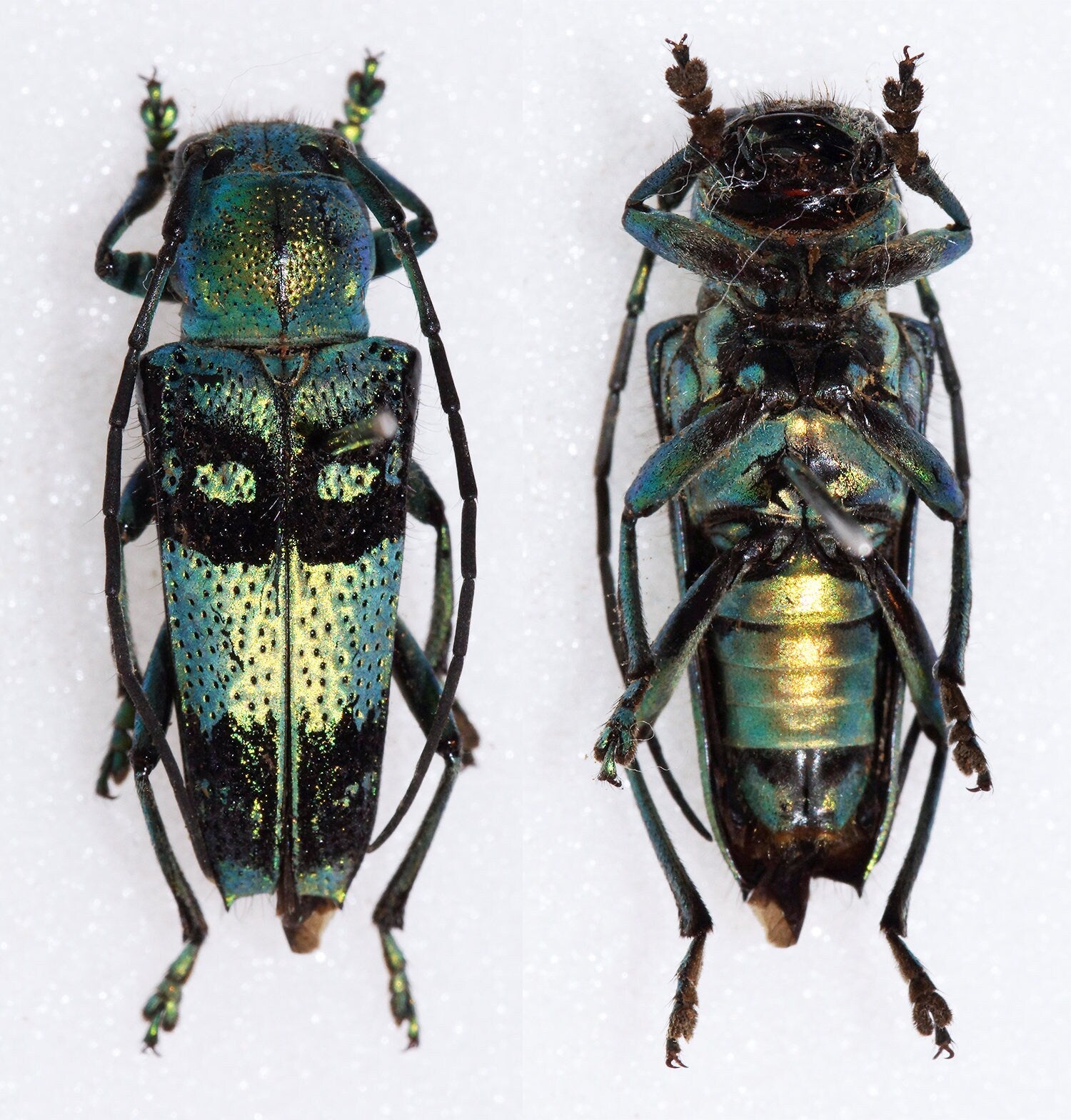 Pretty blue green Longhorned Beetle, Glenea celestis, Beetle, Entomology, real Insect, Blue beetle, Green beetle