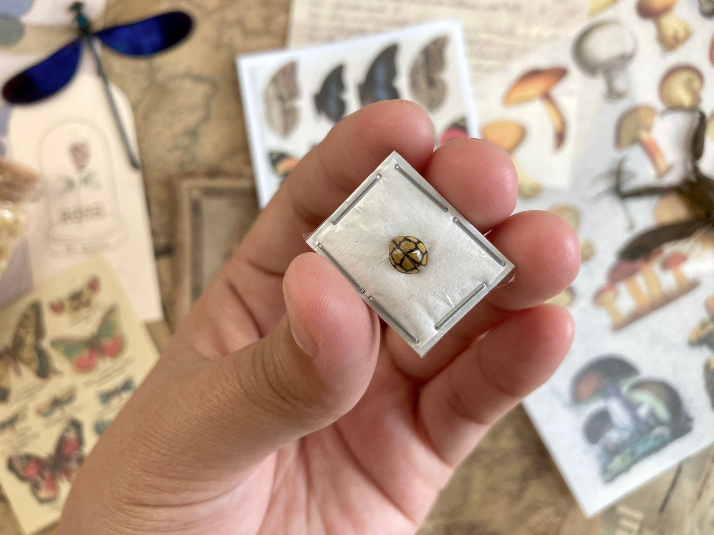 Yellow black Ladybug, Netty Ladybird (Beetle), Heteroneda billardieri, real ladybug, entomology, yellow ladybug, insect specimens