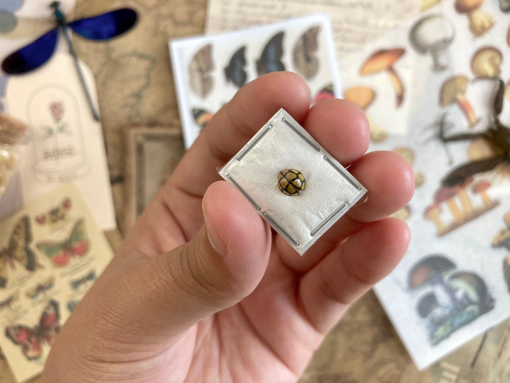 Yellow black Ladybug, Netty Ladybird (Beetle), Heteroneda billardieri, real ladybug, entomology, yellow ladybug, insect specimens