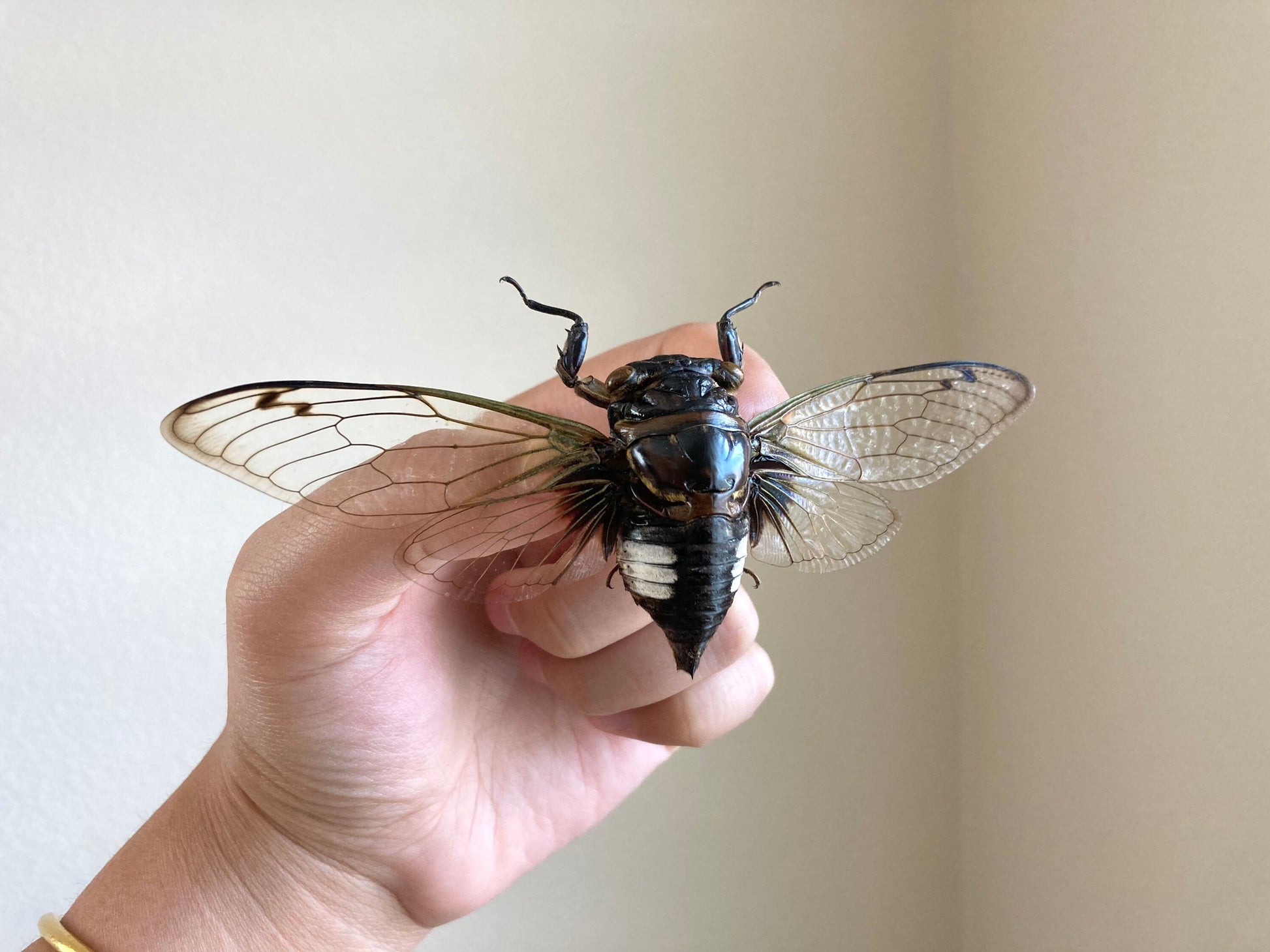 Cryptotympana Acuta - Black Clearwing Cicada - Java Indonesia - Entomology - Specimen