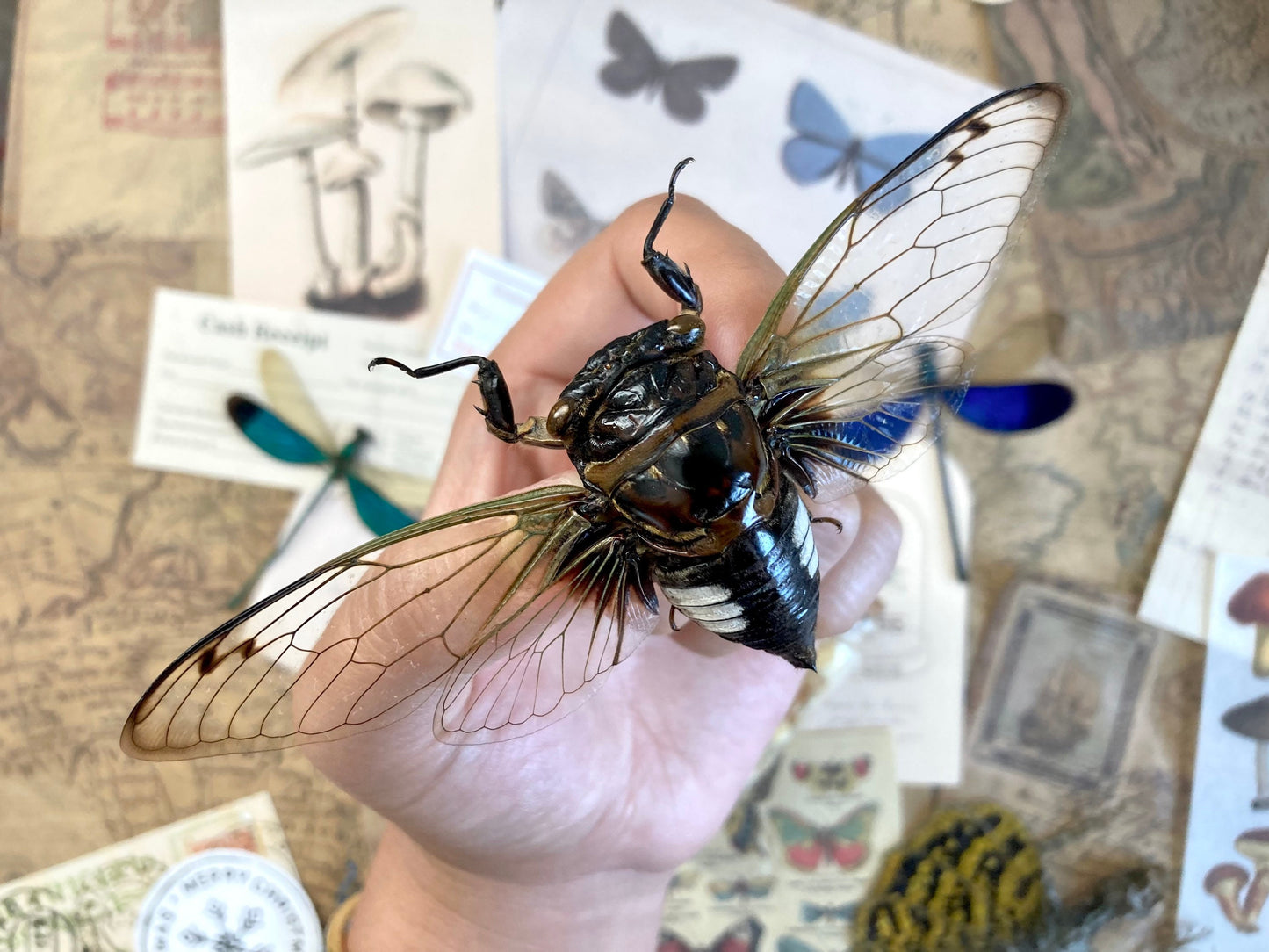 Cryptotympana Acuta - Black Clearwing Cicada - Java Indonesia - Entomology - Specimen