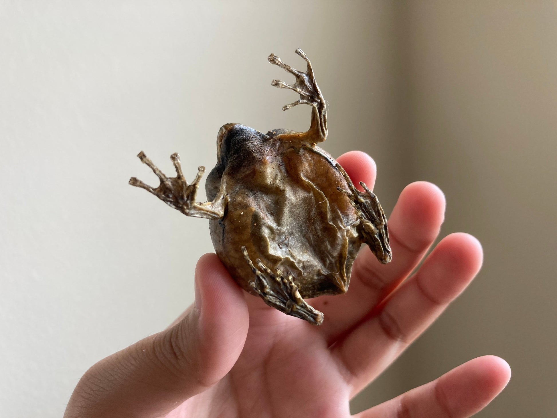 Flower Pot Toad, Kaloula baleata (sitting), smooth-fingered narrow-mouthed frog, narrow-mouthed toad. Real frog, Frog Taxidermy