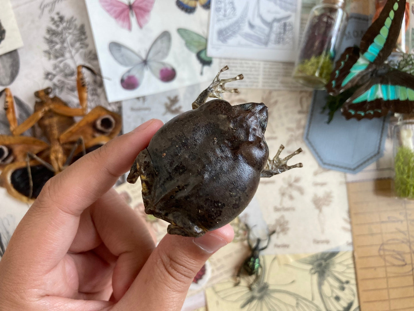 Flower Pot Toad, Kaloula baleata (sitting), smooth-fingered narrow-mouthed frog, narrow-mouthed toad. Real frog, Frog Taxidermy