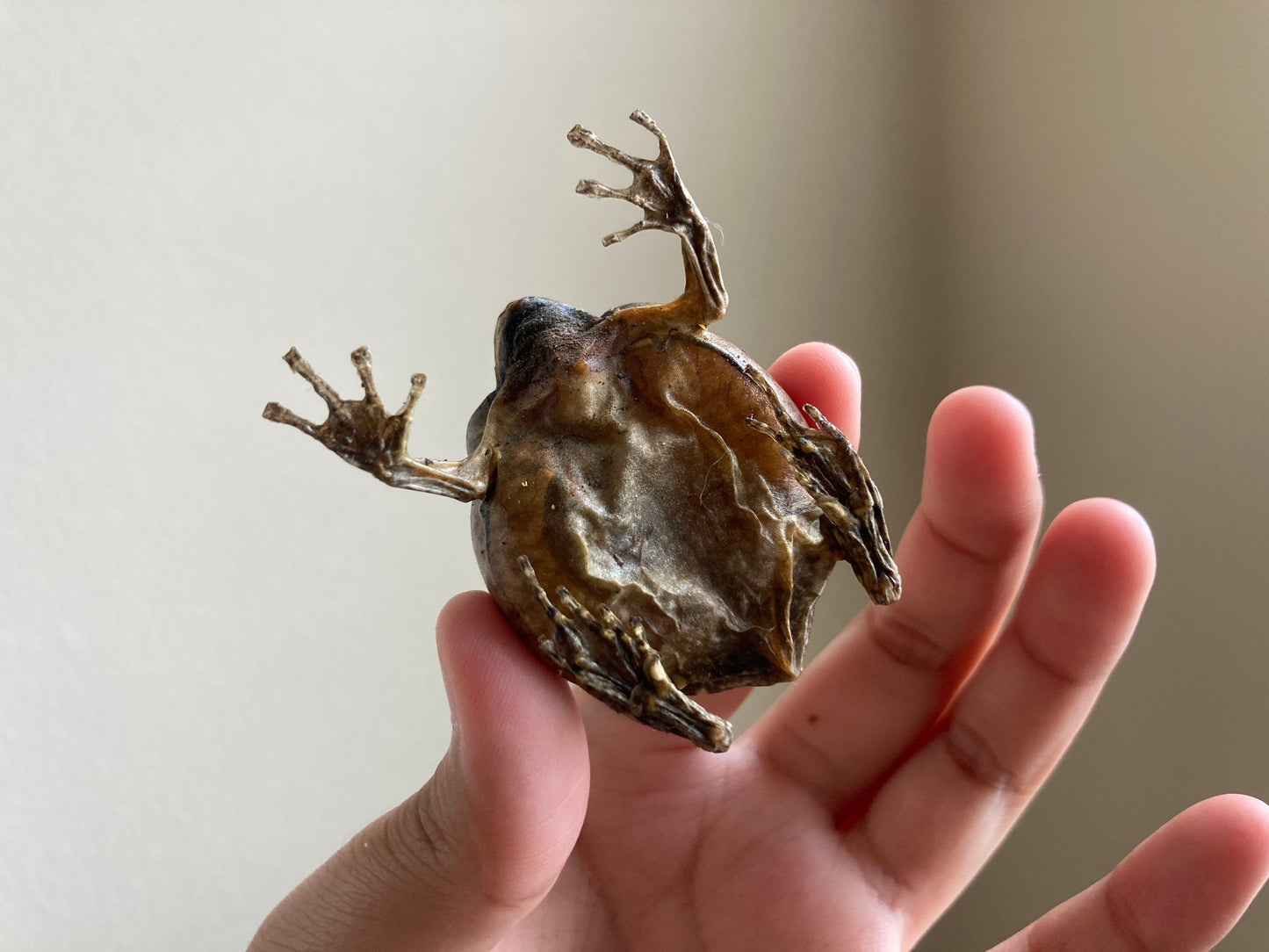 Flower Pot Toad, Kaloula baleata (sitting), smooth-fingered narrow-mouthed frog, narrow-mouthed toad. Real frog, Frog Taxidermy