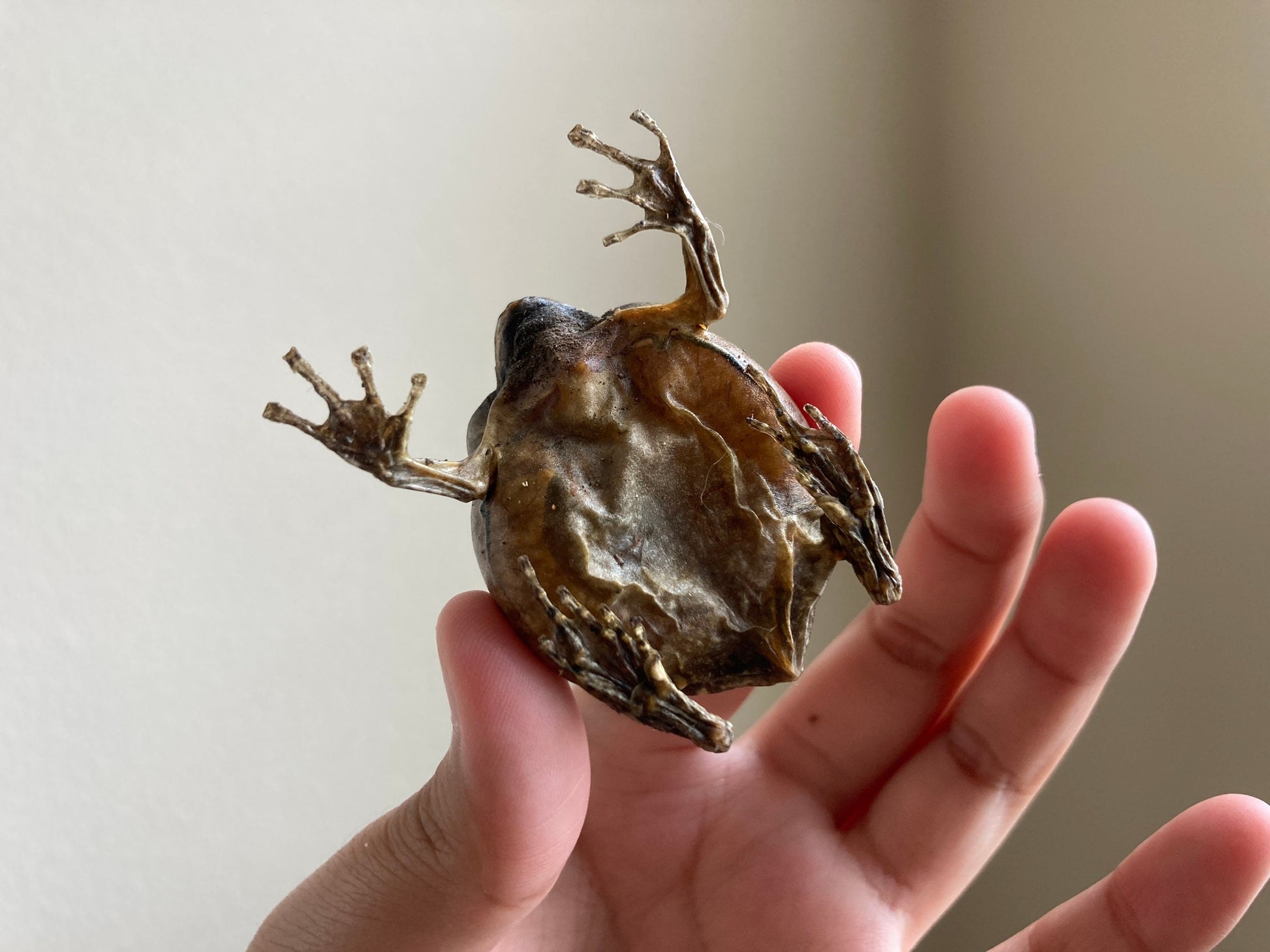 Flower Pot Toad, Kaloula baleata (sitting), smooth-fingered narrow-mouthed frog, narrow-mouthed toad. Real frog, Frog Taxidermy