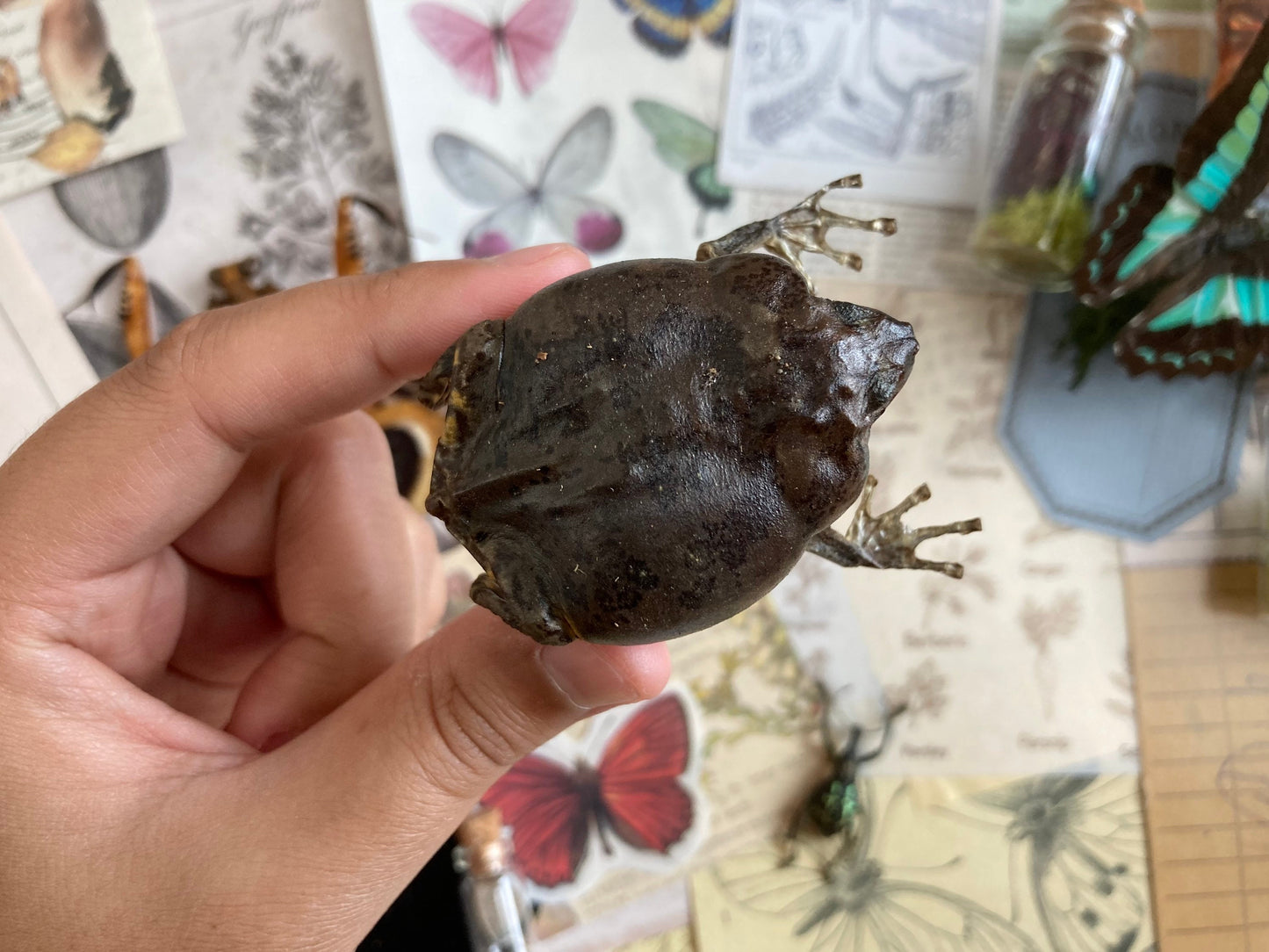 Flower Pot Toad, Kaloula baleata (sitting), smooth-fingered narrow-mouthed frog, narrow-mouthed toad. Real frog, Frog Taxidermy
