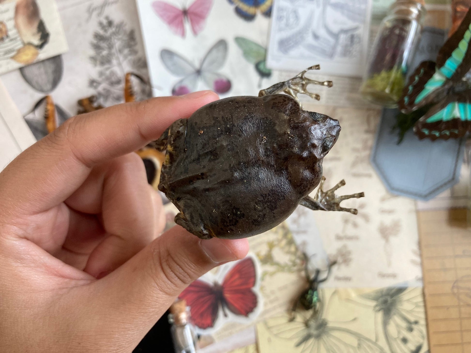 Flower Pot Toad, Kaloula baleata (sitting), smooth-fingered narrow-mouthed frog, narrow-mouthed toad. Real frog, Frog Taxidermy