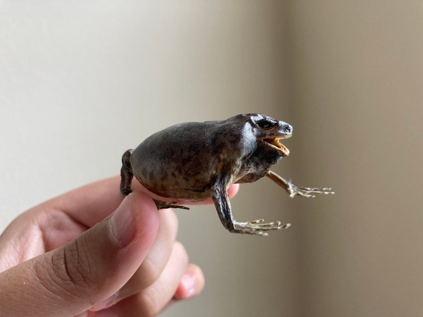 Flower Pot Toad, Kaloula baleata (sitting), smooth-fingered narrow-mouthed frog, narrow-mouthed toad. Real frog, Frog Taxidermy