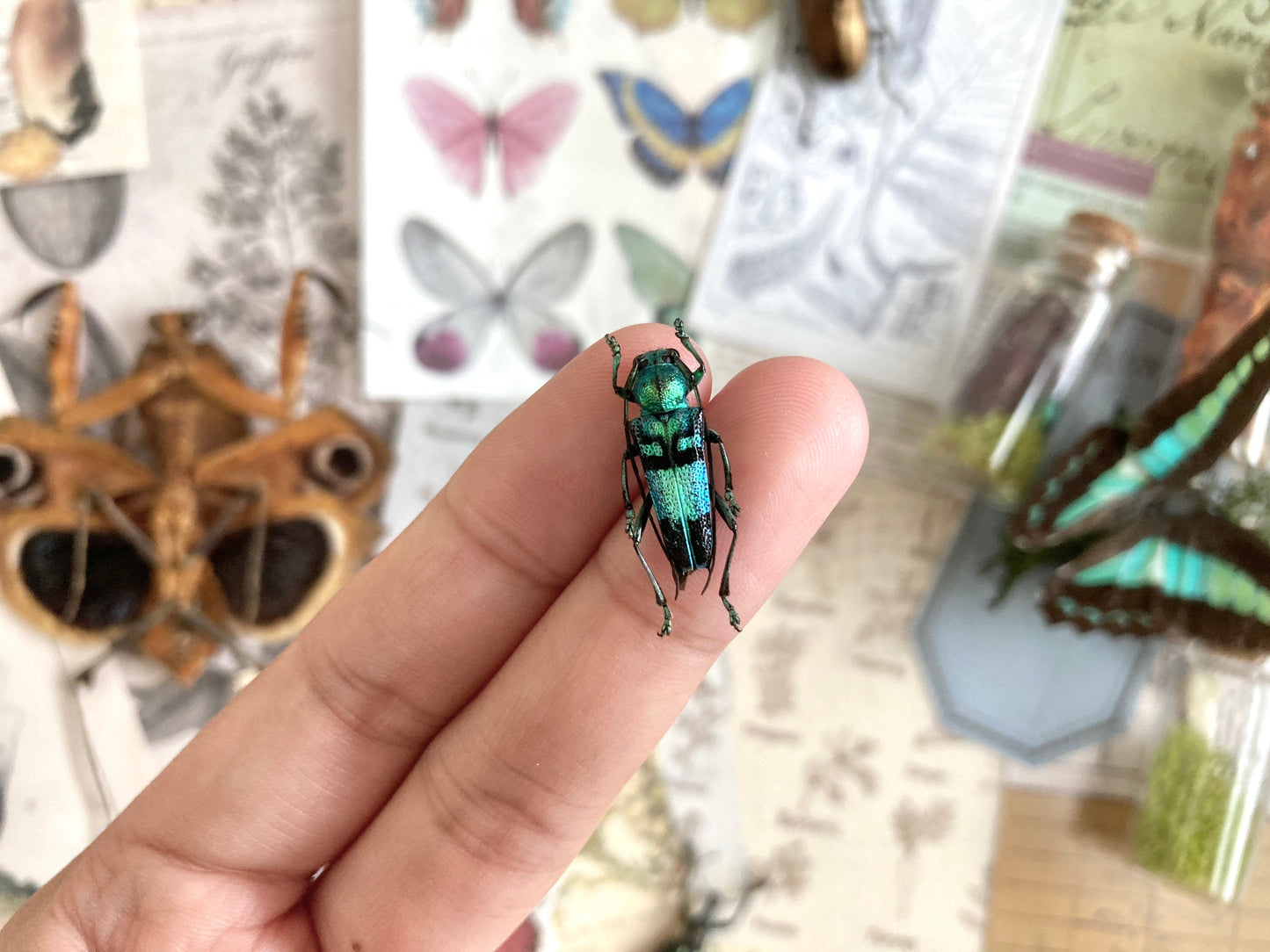 Pretty blue green Longhorned Beetle, Glenea celestis, Beetle, Entomology, real Insect, Blue beetle, Green beetle