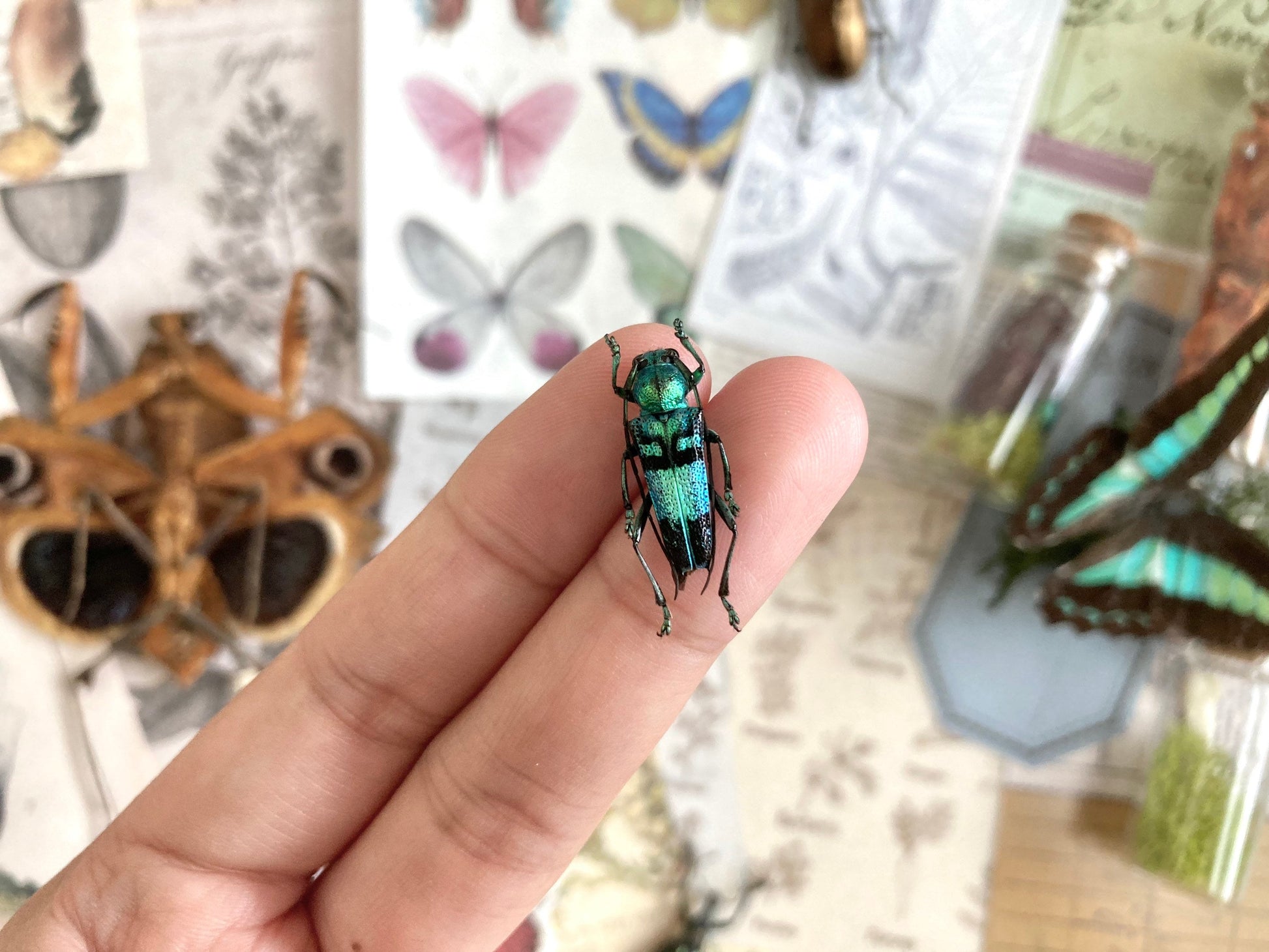 Pretty blue green Longhorned Beetle, Glenea celestis, Beetle, Entomology, real Insect, Blue beetle, Green beetle