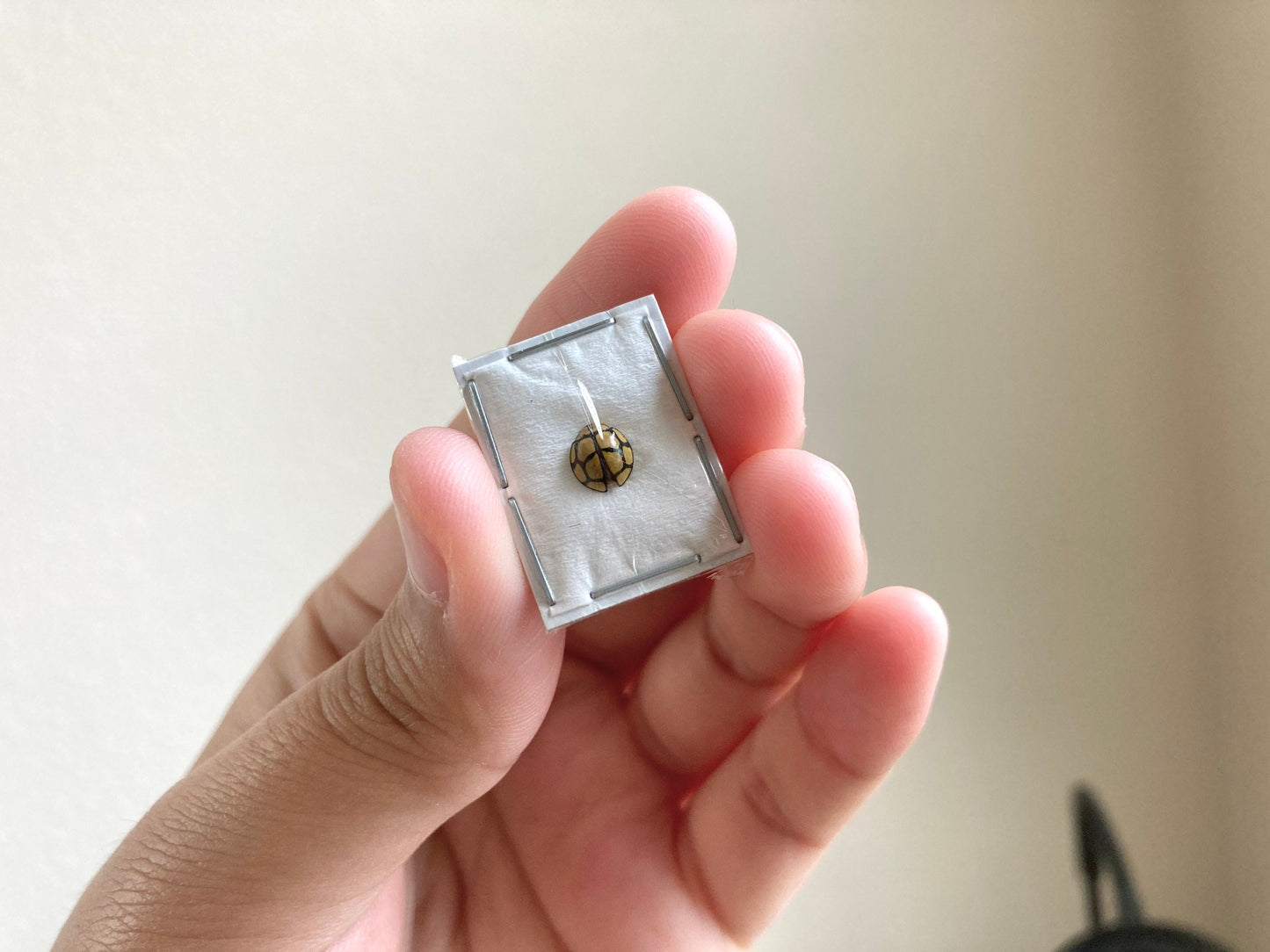 Yellow black Ladybug, Netty Ladybird (Beetle), Heteroneda billardieri, real ladybug, entomology, yellow ladybug, insect specimens