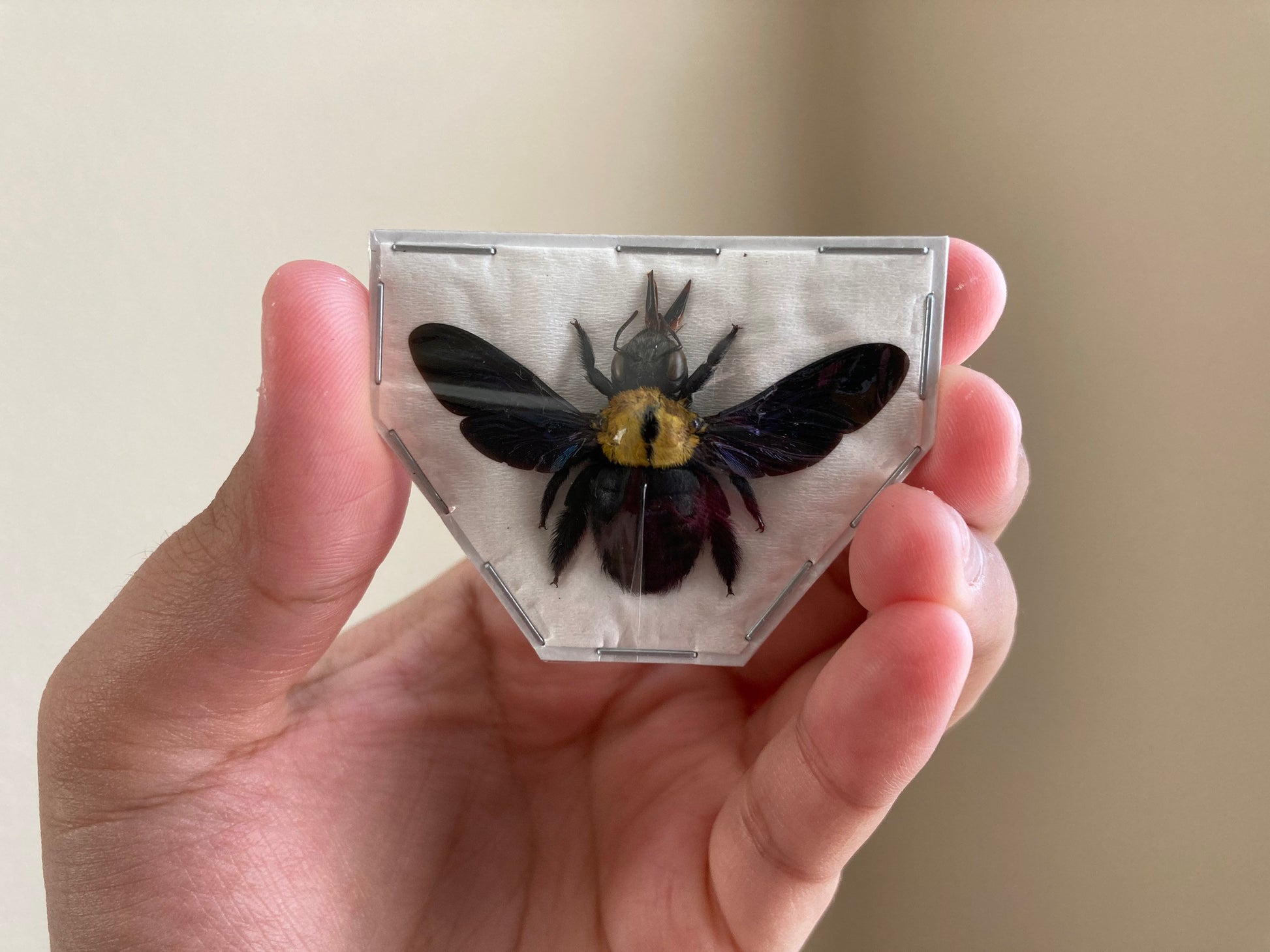 Yellow Bee, Xylocopa aestuans SPREAD, Entomology, Insects, Arthopoda