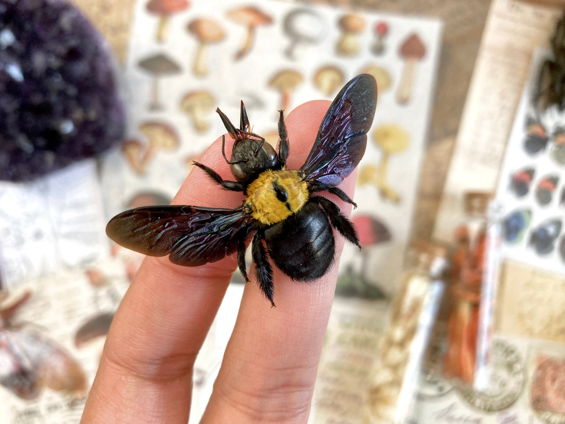 Yellow Bee, Xylocopa aestuans SPREAD, Entomology, Insects, Arthopoda