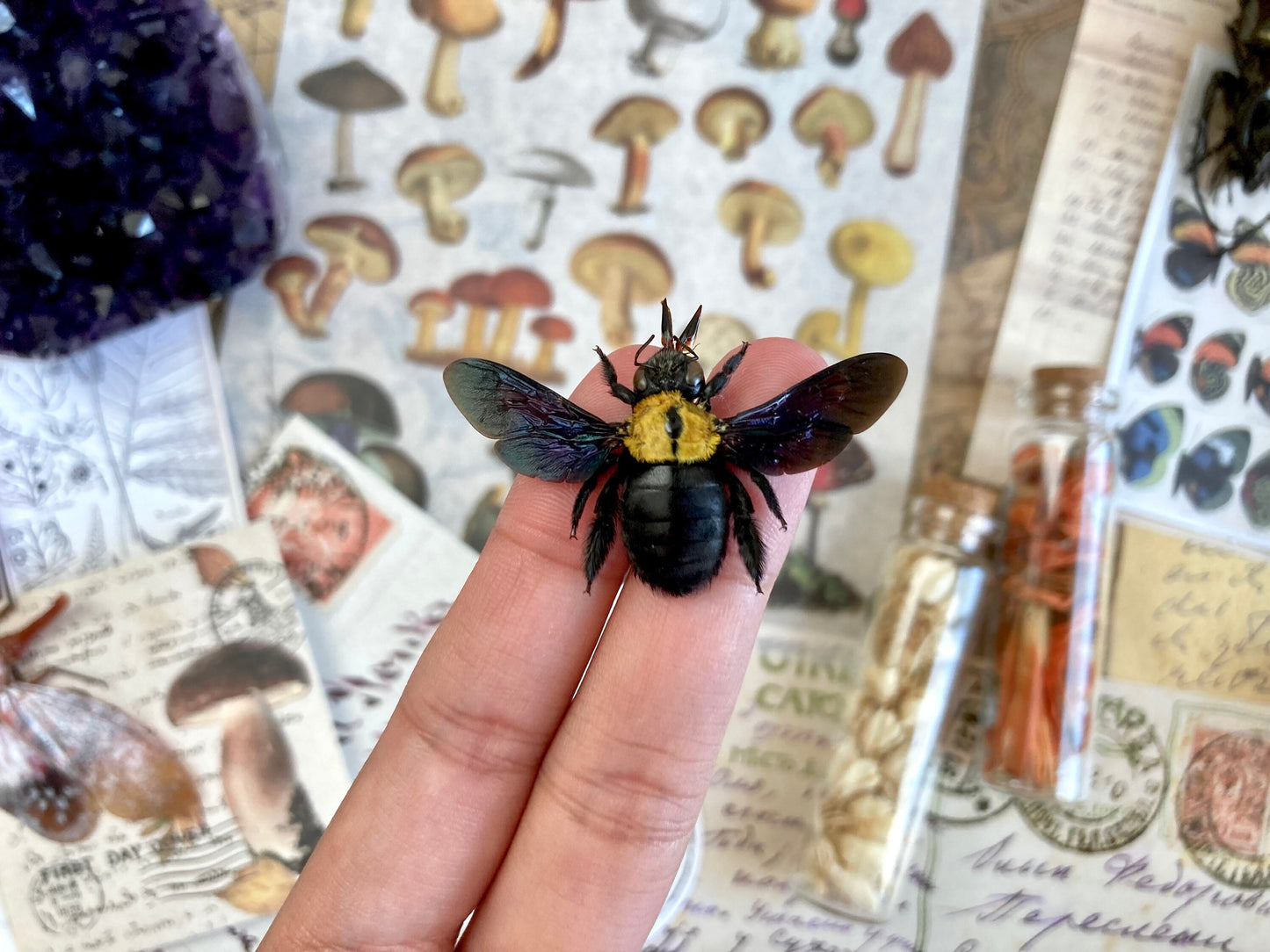 Yellow Bee, Xylocopa aestuans SPREAD, Entomology, Insects, Arthopoda