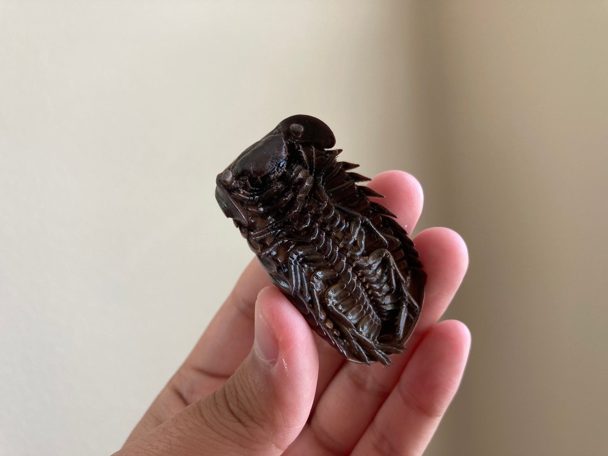 Real Giant Pill Millipede, Sphaeropoeus lugubris, Giant roly-poly, Entomology, Real giant Millipede