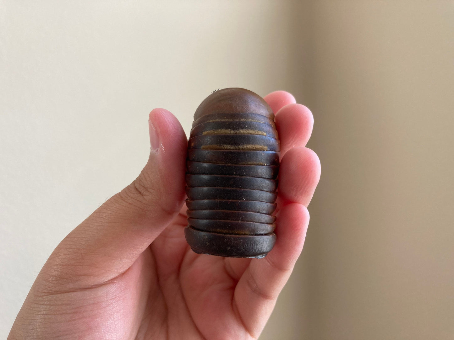 Real Giant Pill Millipede, Sphaeropoeus lugubris, Giant roly-poly, Entomology, Real giant Millipede