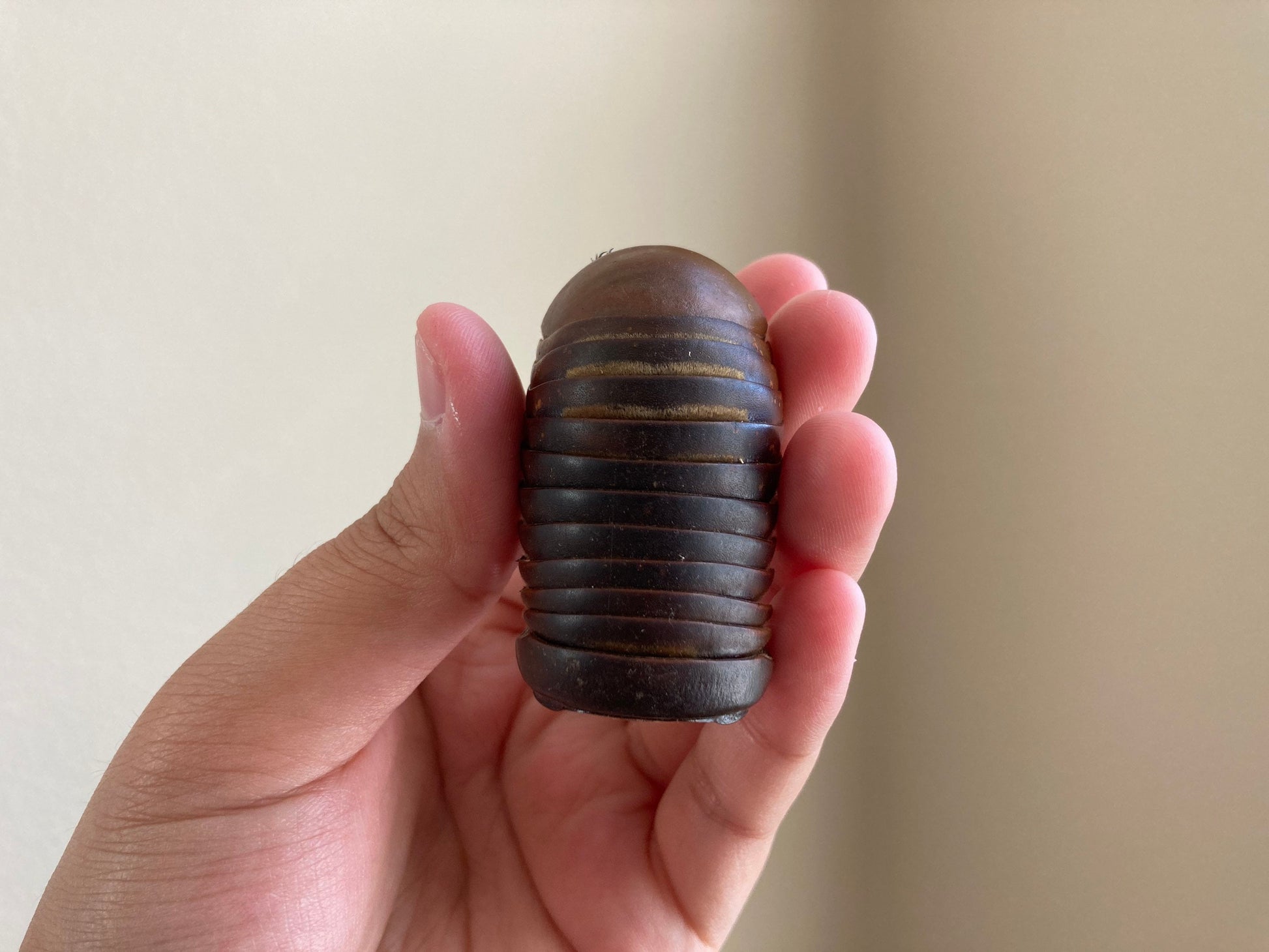 Real Giant Pill Millipede, Sphaeropoeus lugubris, Giant roly-poly, Entomology, Real giant Millipede