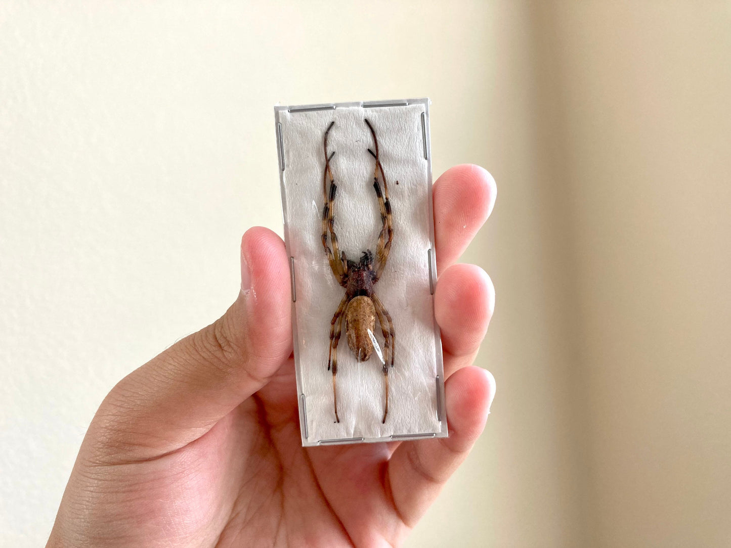 Asian Hermit Spider, Nephilengys malabarensis, Real Spider Specimen, Arachnids, Unmounted Spider