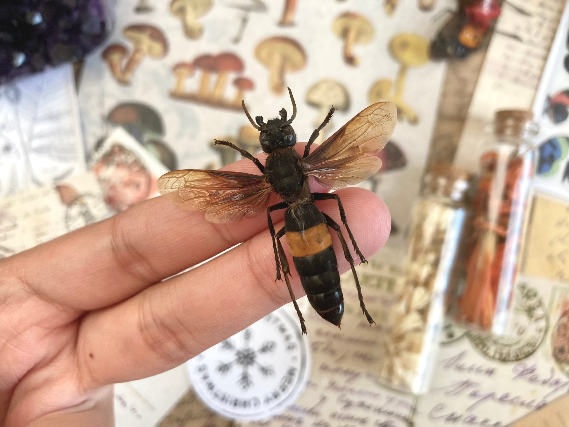 Tiger Hornet, Vespa tropica (spread), Real Wasp, Greater banded hornet, Real Specimen, Entomology