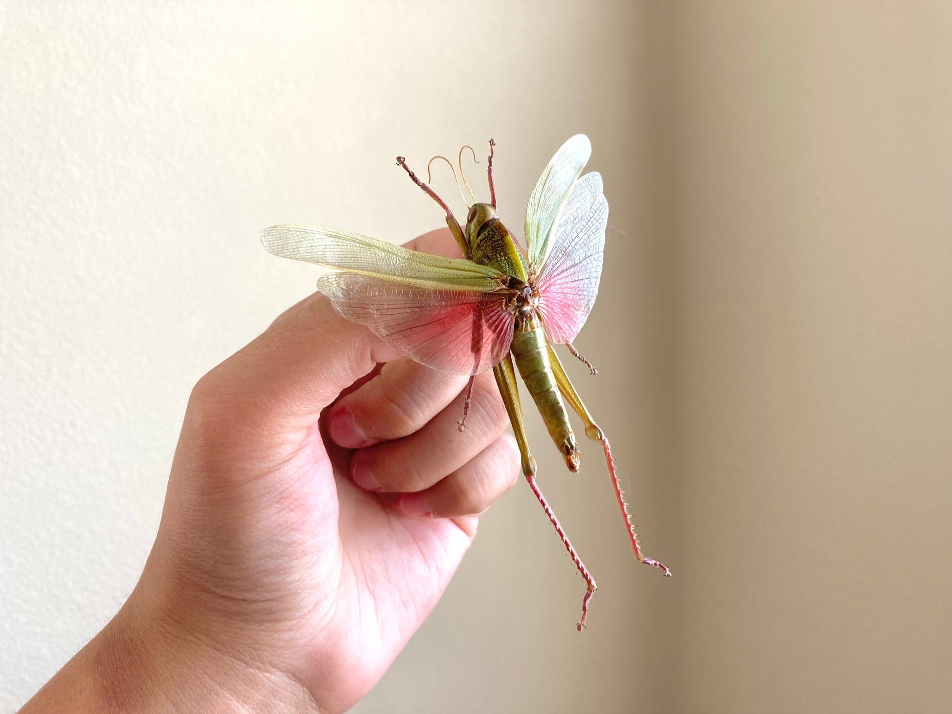 Chondracris rosea rosea (spread), Light green and pink spread, Real Grasshopper, Spread Grasshopper, Rosea grasshopper, Entomology, Insect