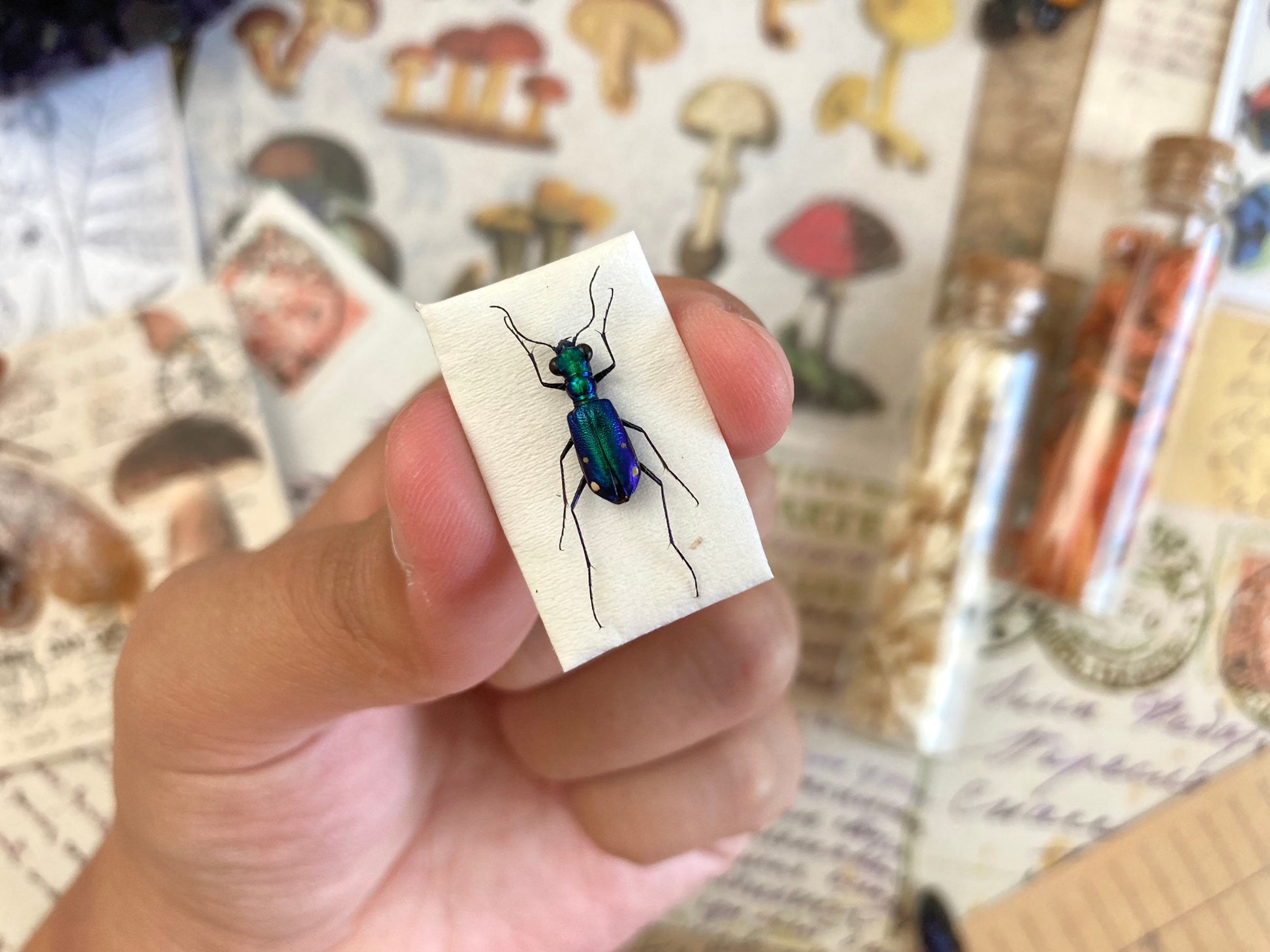 Tiger Beetles from Indonesia, green & purple Prothyma quadriguttata