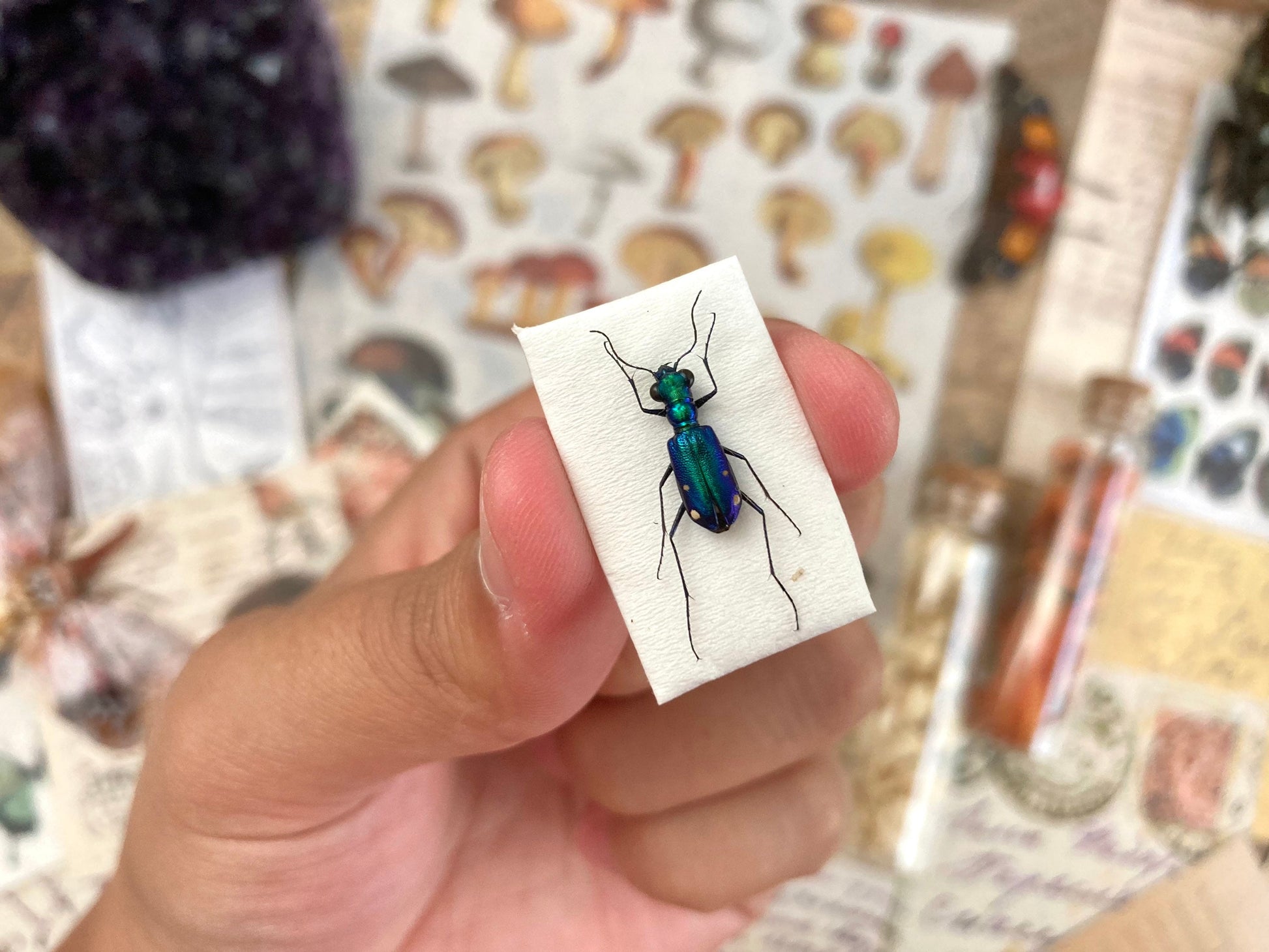 Tiger Beetles from Indonesia, green & purple Prothyma quadriguttata