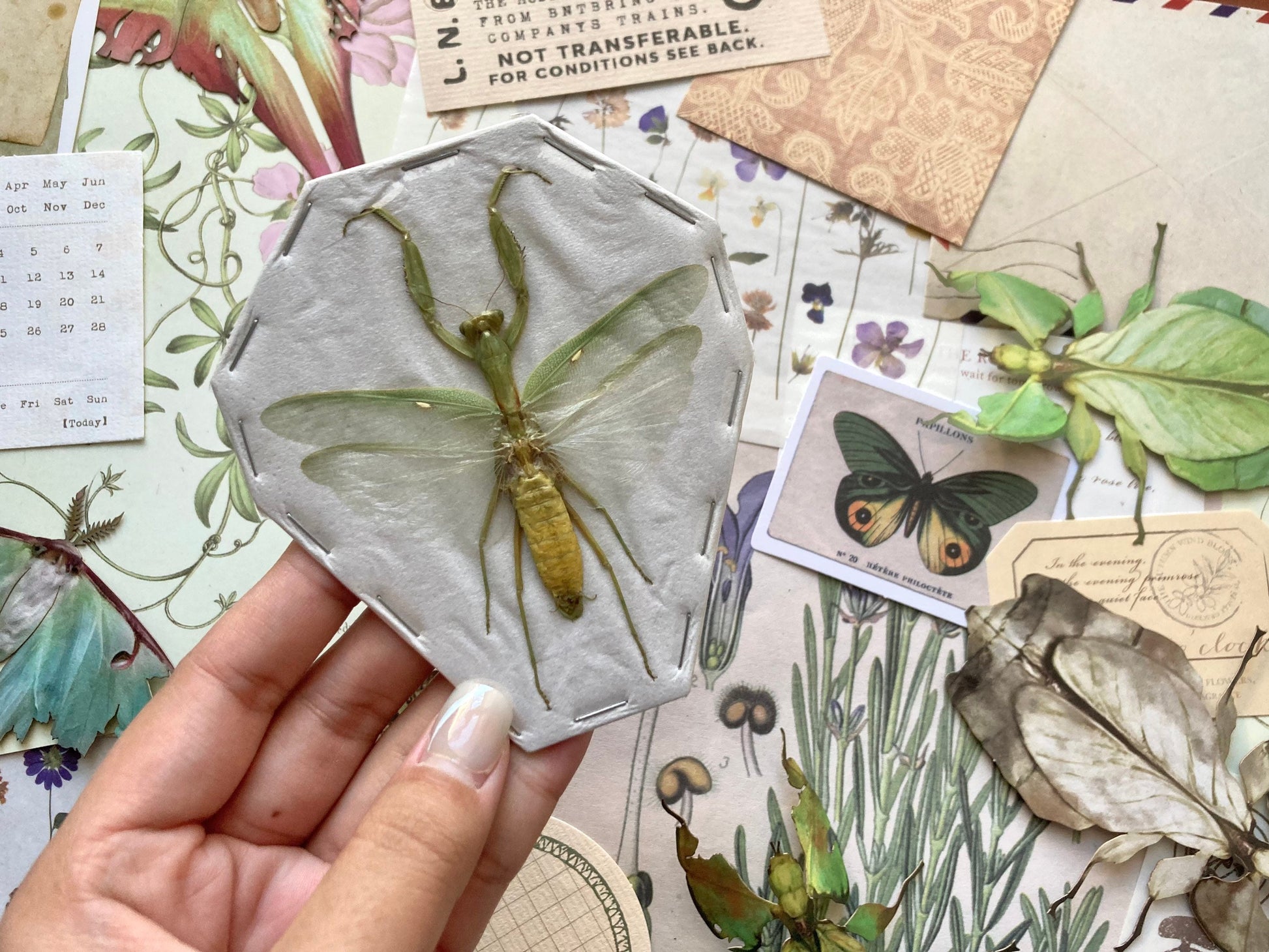 Indonesian Green Mantis, Hierodula patellifera, Preying Mantis, Entomology