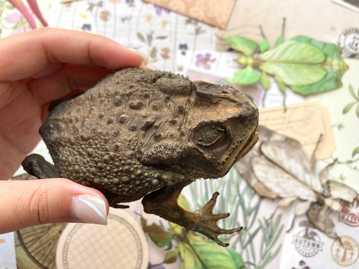 Duttaphrynus melanostictus (sitting), Asian common toad, Black-spined toad, black-spectacled toad, Common Sunda toad, and Javanese toad